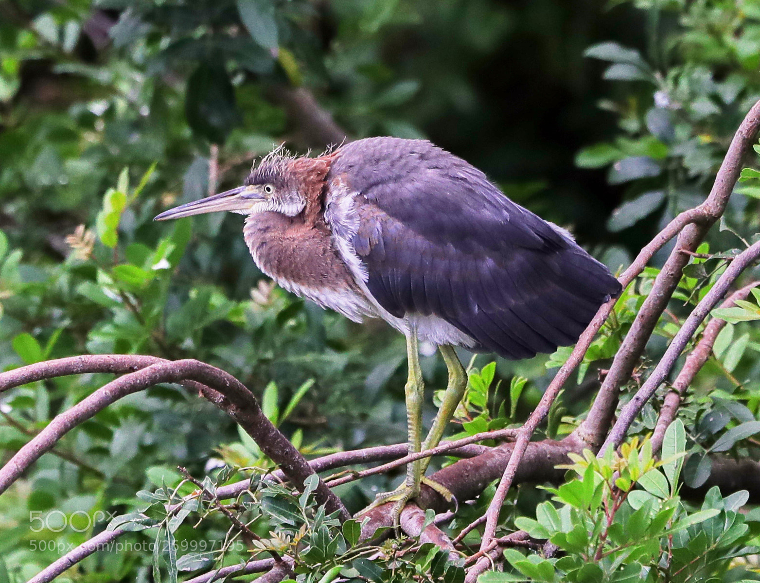 Canon EOS-1D X Mark II sample photo. 05-29-18-0020384.jpg photography