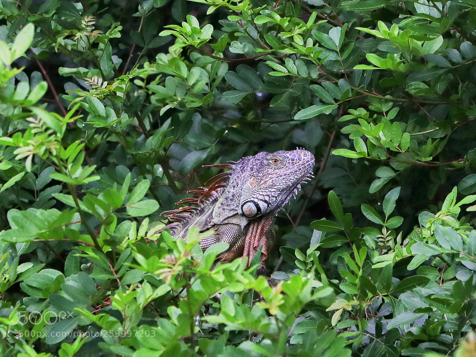 Canon EOS-1D X Mark II sample photo. 05-29-18-0020382.jpg photography