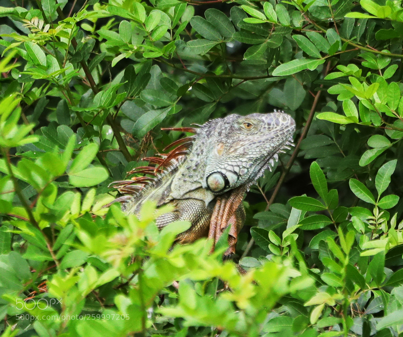 Canon EOS-1D X Mark II sample photo. 05-29-18-0020381.jpg photography