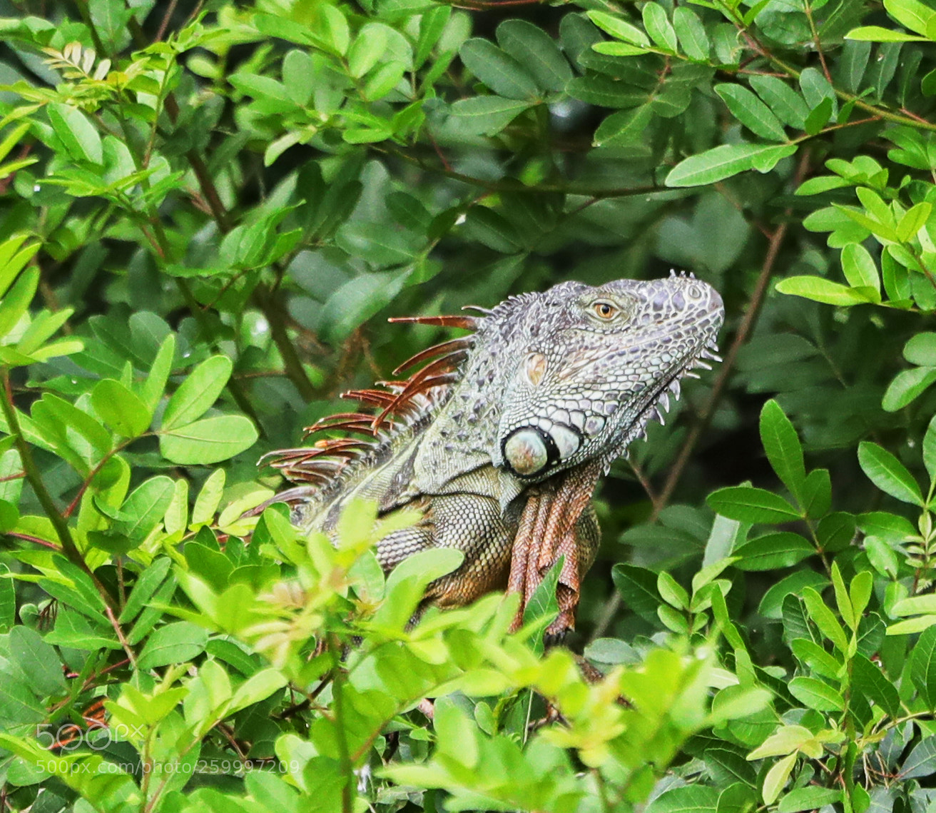 Canon EOS-1D X Mark II sample photo. 05-29-18-0020380.jpg photography