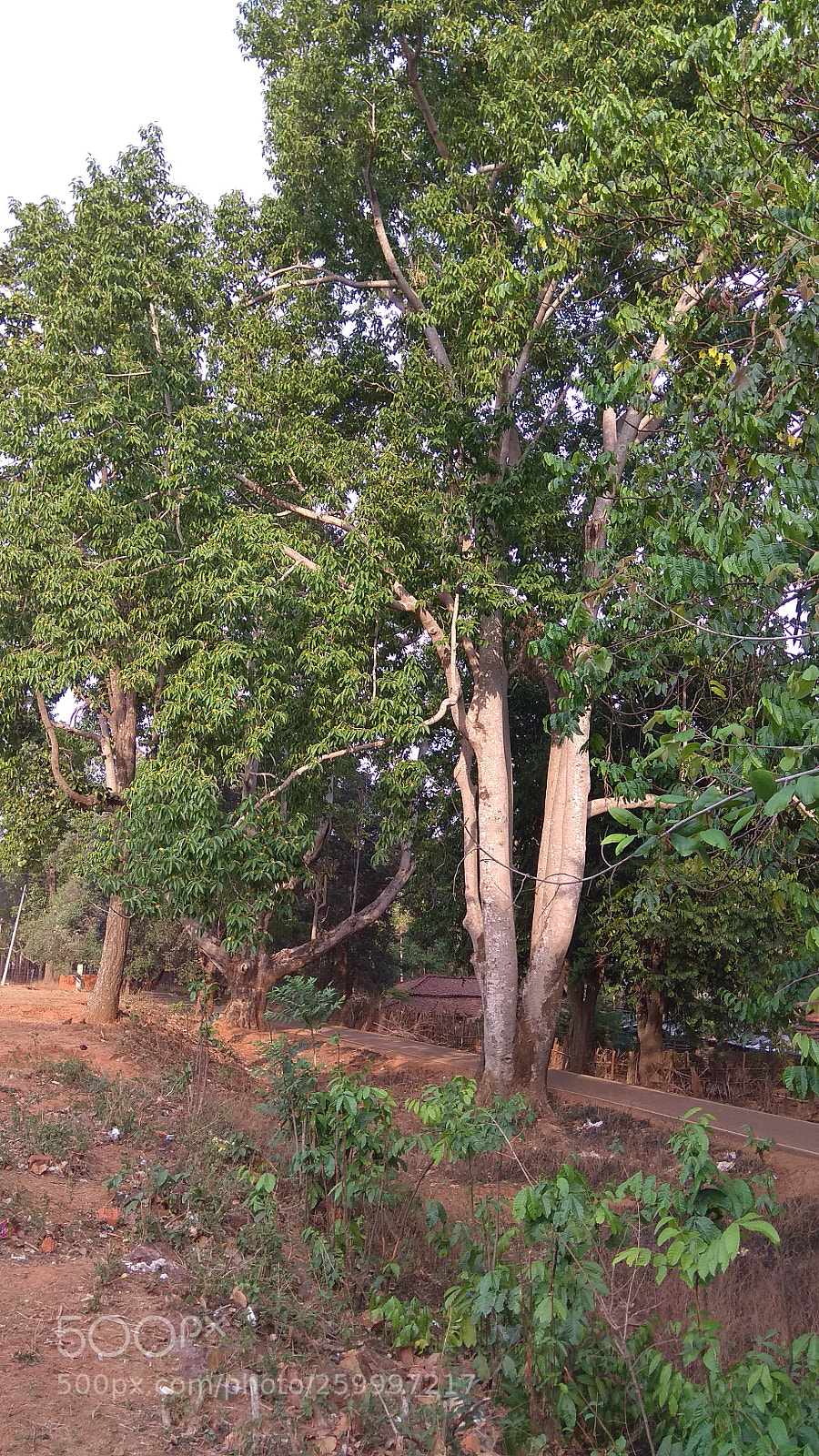 Xiaomi Redmi Note 4 sample photo. Untitled photography
