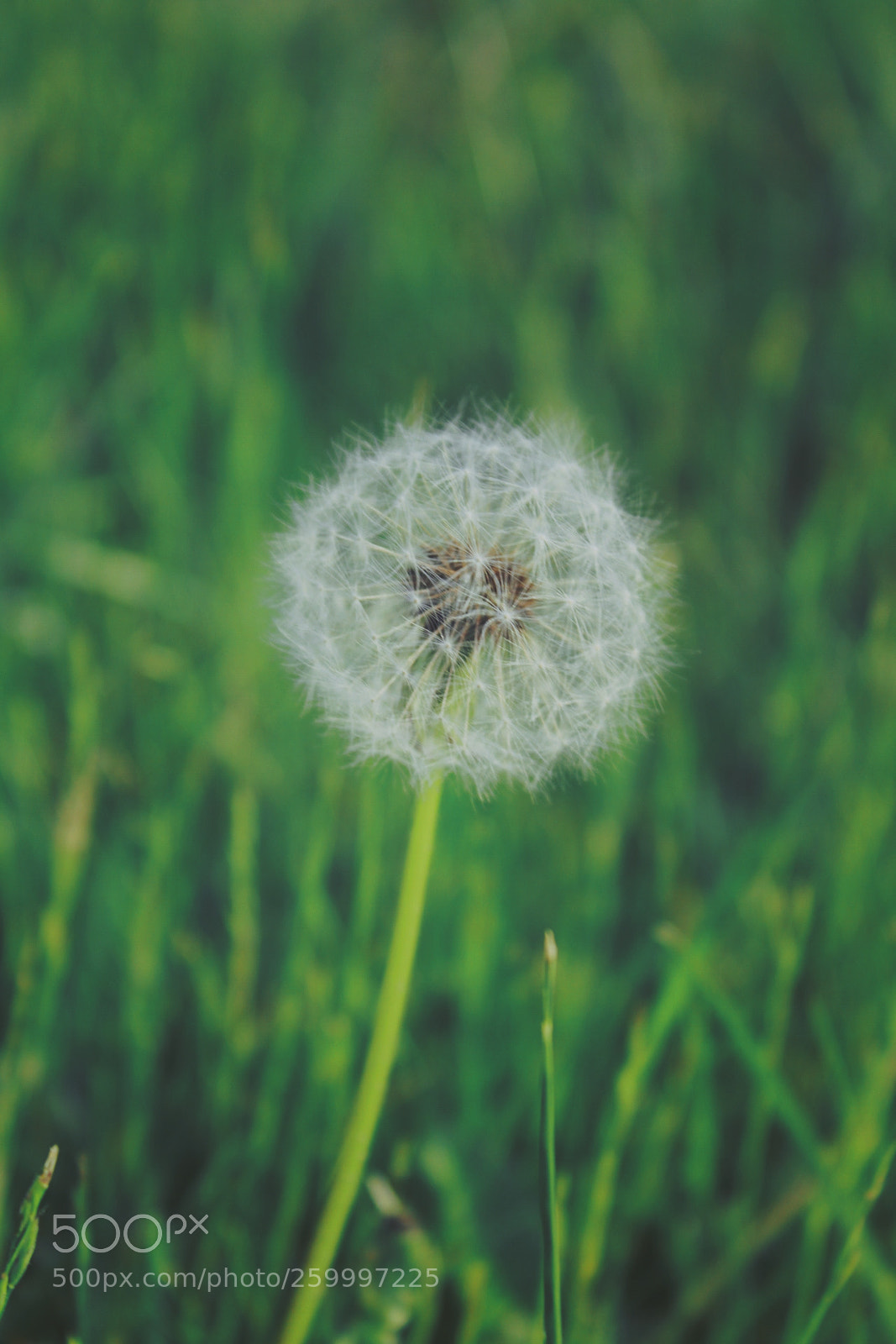 Canon EOS 1300D (EOS Rebel T6 / EOS Kiss X80) sample photo. Dandelion photography