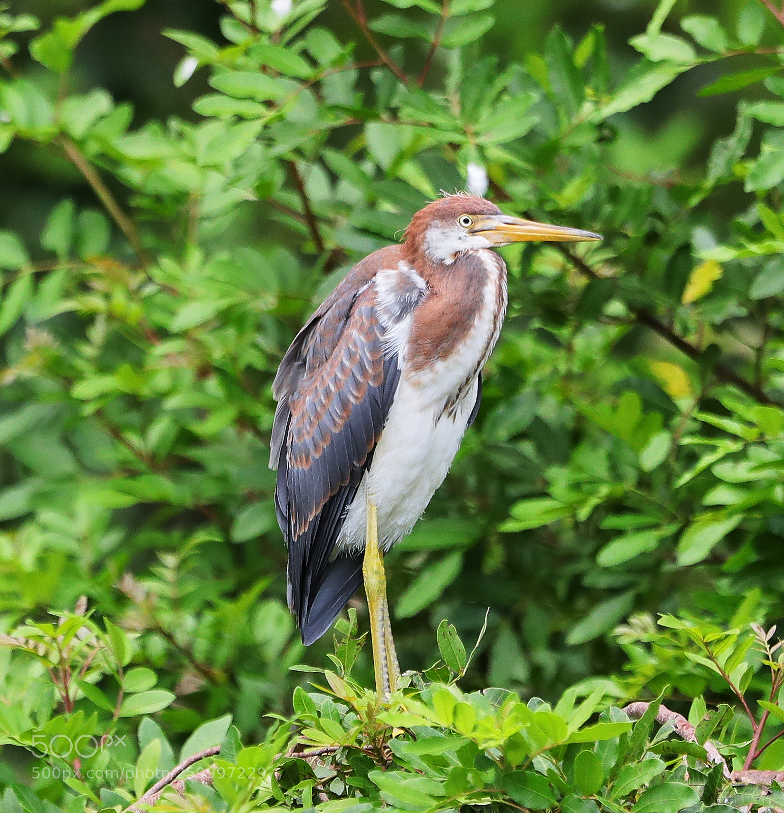Canon EOS-1D X Mark II sample photo. 05-29-18-0020379.jpg photography