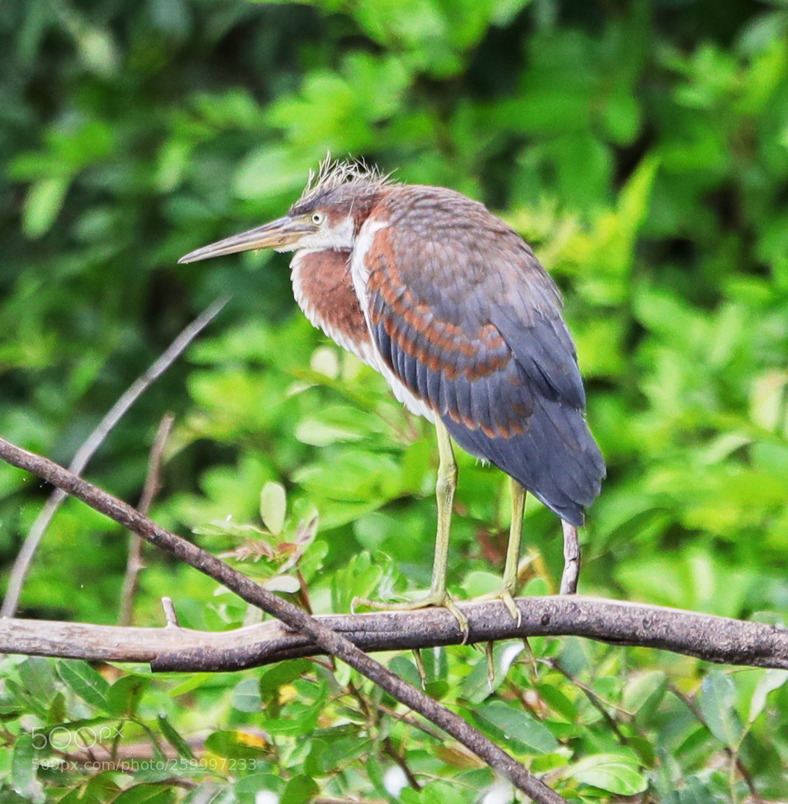 Canon EOS-1D X Mark II sample photo. 05-29-18-0020377.jpg photography
