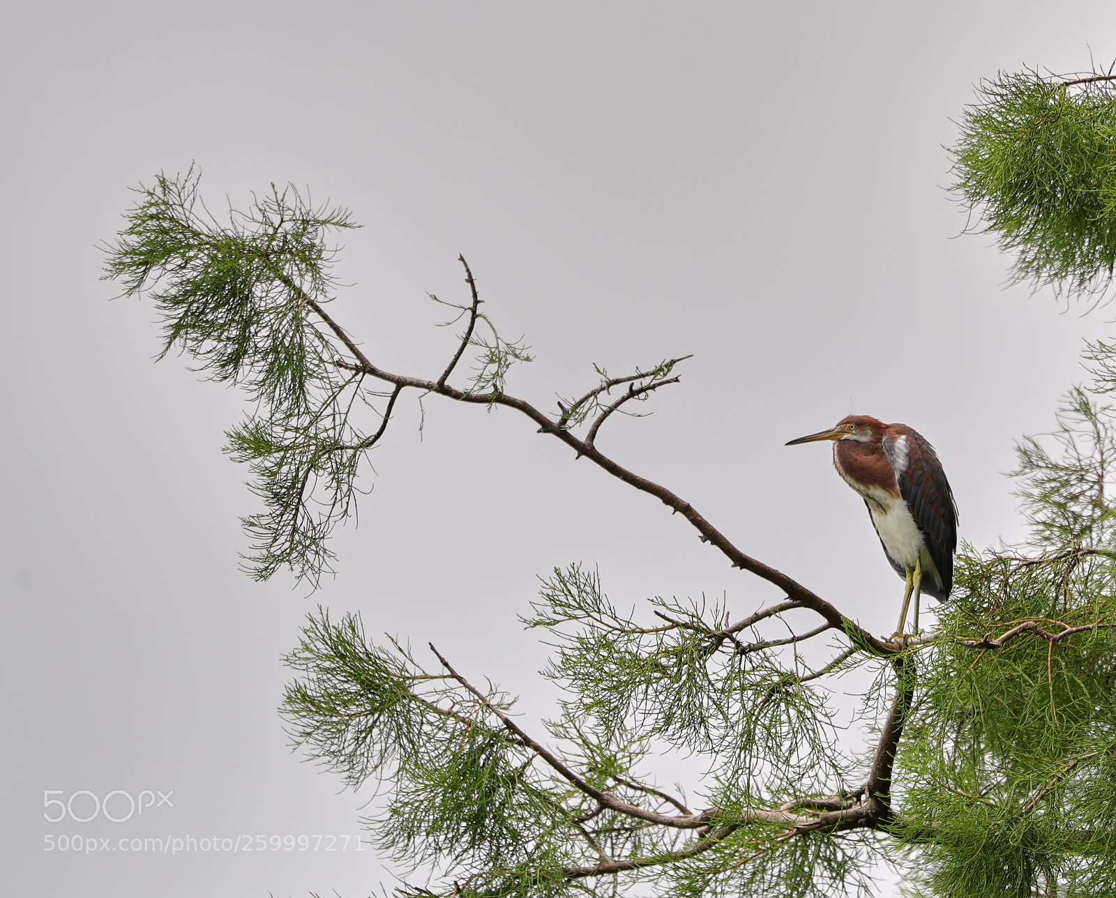 Canon EOS-1D X Mark II sample photo. 05-29-18-0020374.jpg photography