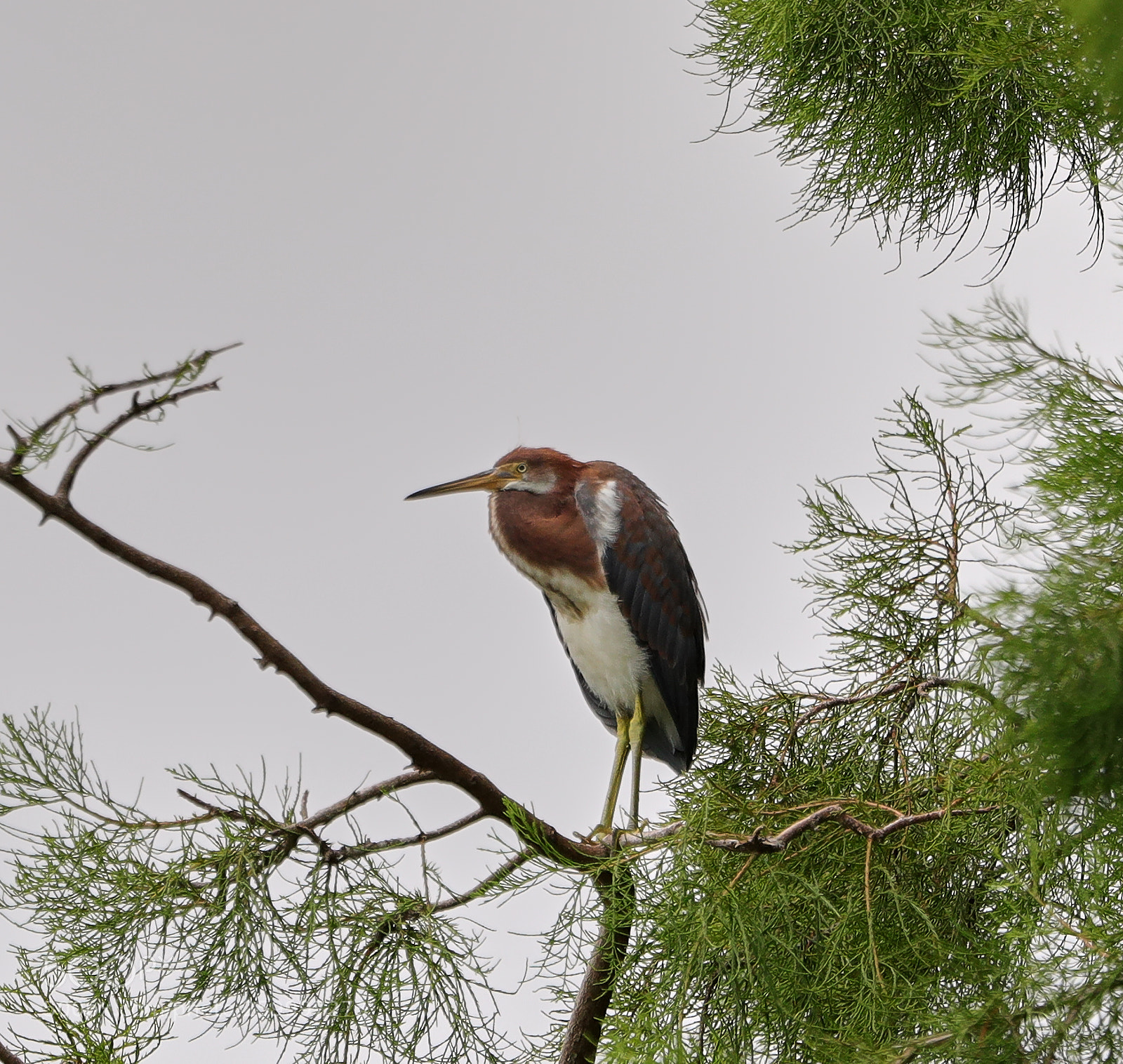Canon EOS-1D X Mark II sample photo. 05-29-18-0020375.jpg photography