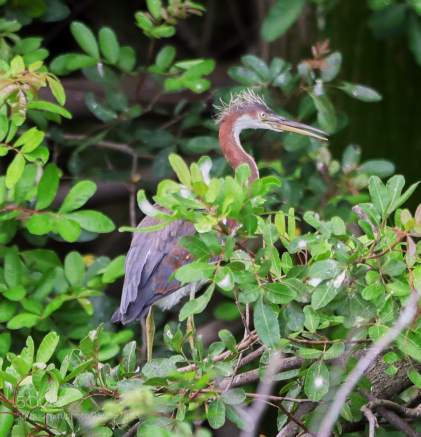 Canon EOS-1D X Mark II sample photo. 05-29-18-0020373.jpg photography