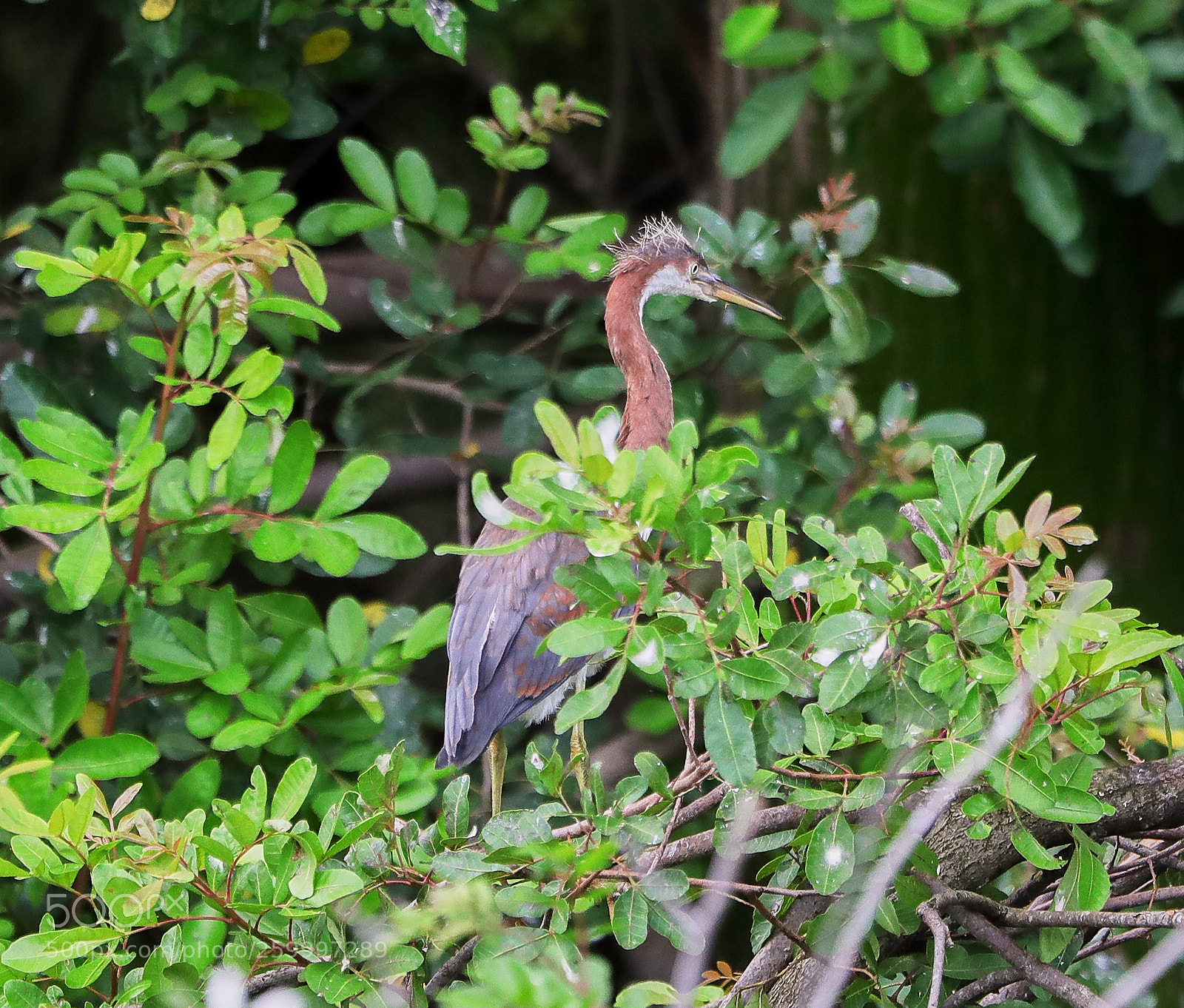 Canon EOS-1D X Mark II sample photo. 05-29-18-0020372.jpg photography