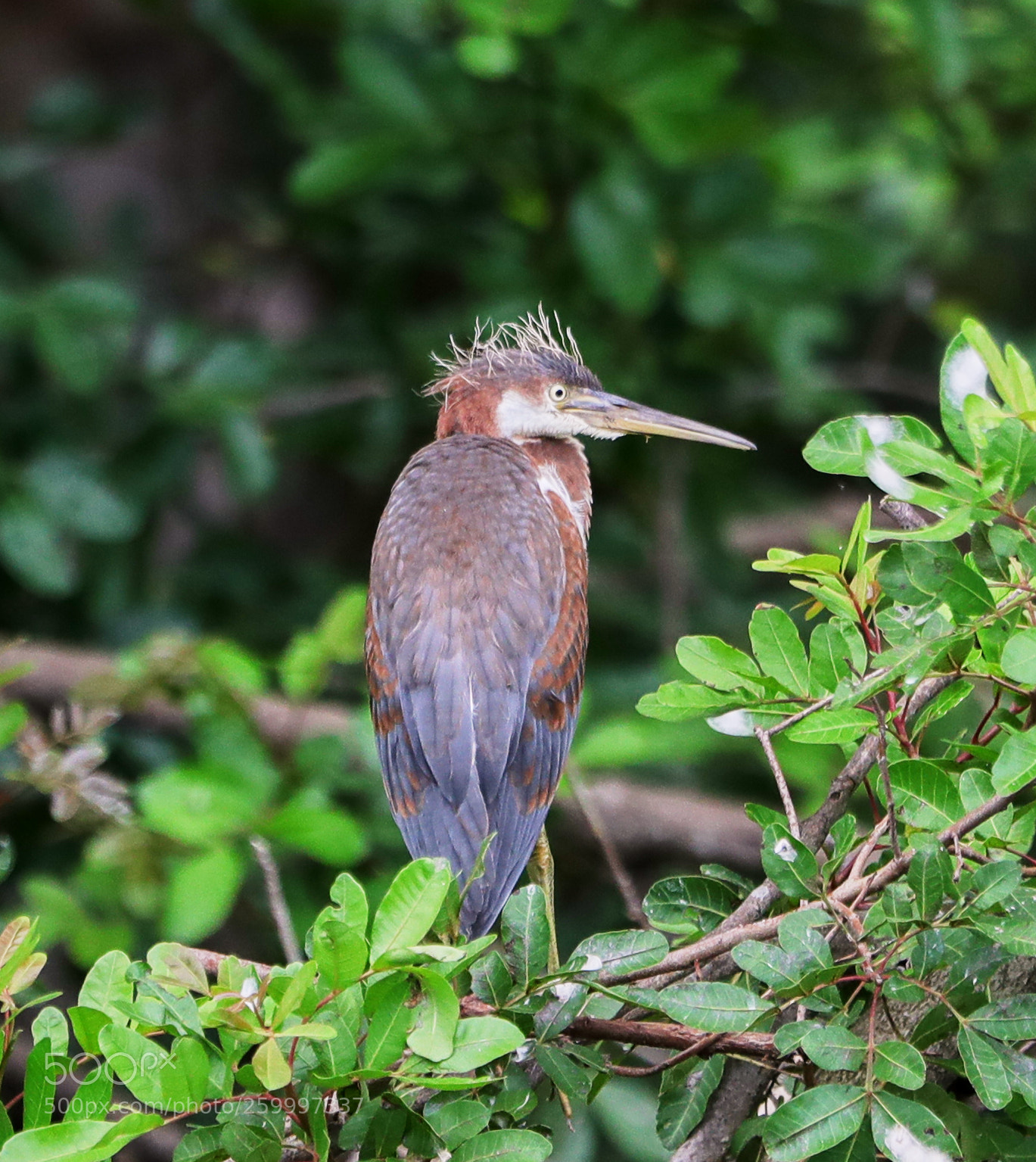 Canon EOS-1D X Mark II sample photo. 05-29-18-0020350.jpg photography
