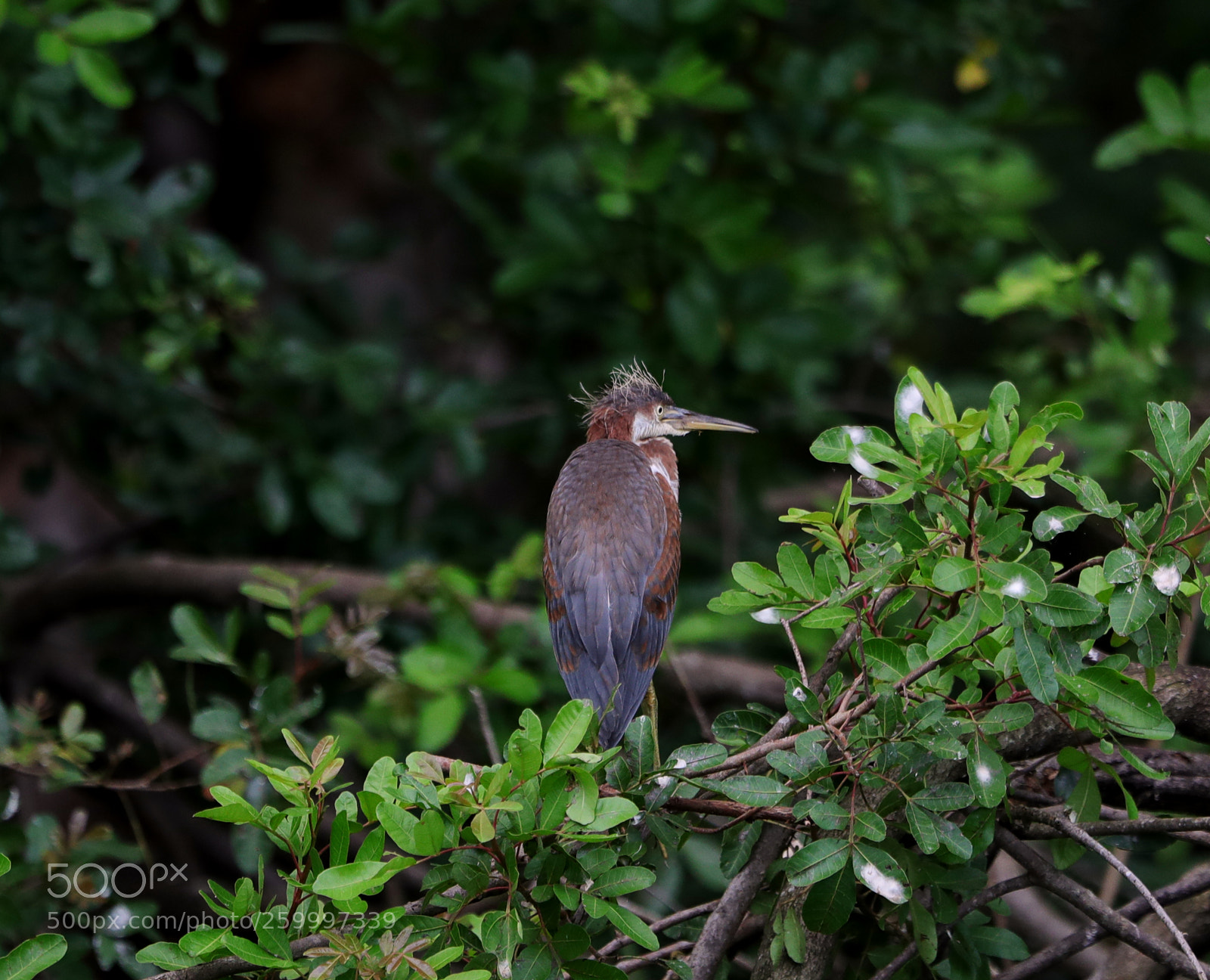 Canon EOS-1D X Mark II sample photo. 05-29-18-0020349.jpg photography