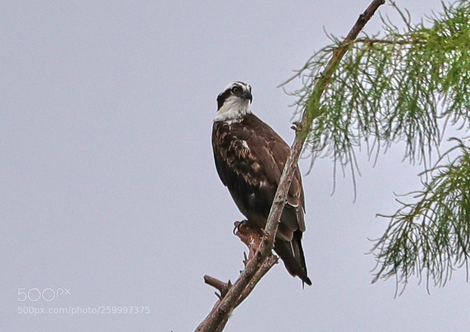 Canon EOS-1D X Mark II sample photo. 05-29-18-0020340 2.jpg photography