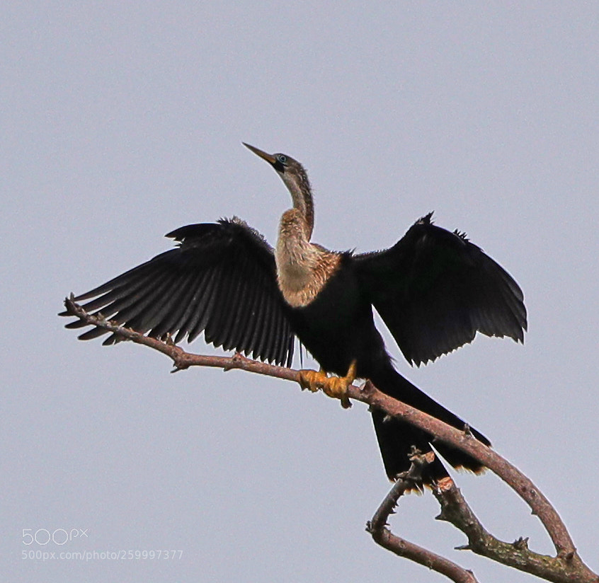 Canon EOS-1D X Mark II sample photo. 05-29-18-0020340 1.jpg photography