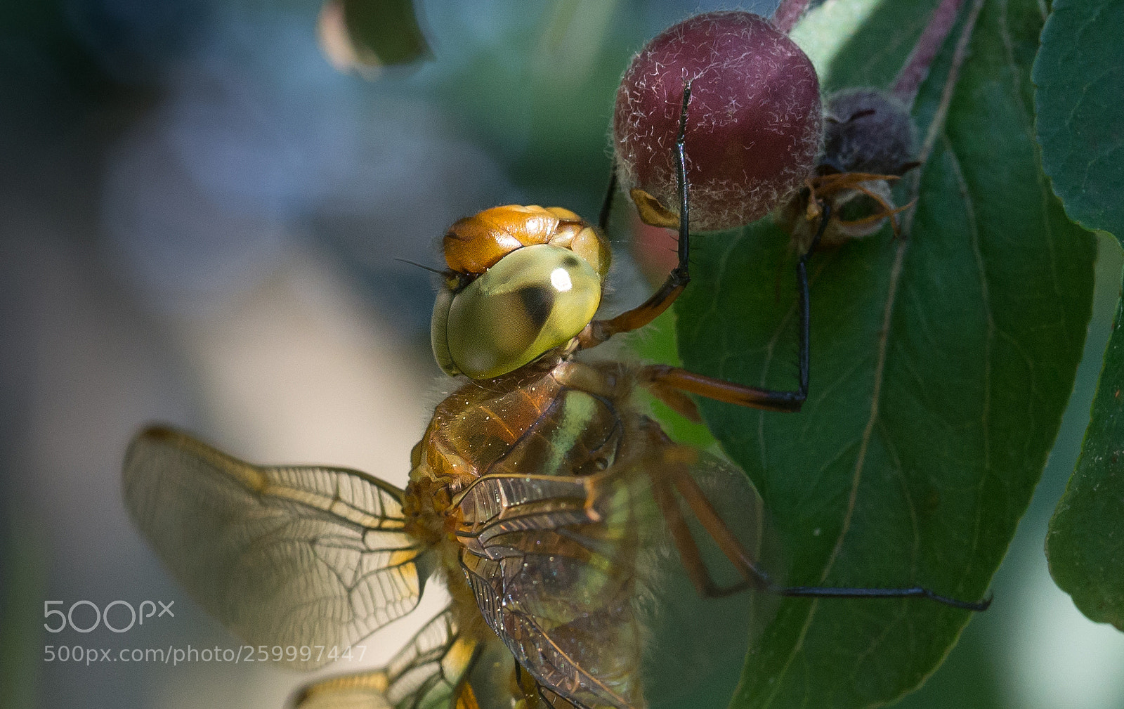 Nikon D610 sample photo. Dragonfly photography