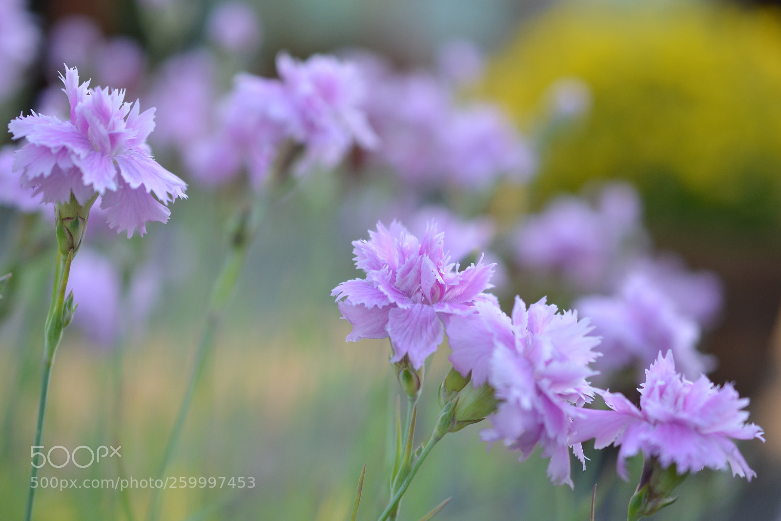 Nikon D5100 sample photo. Dianthus photography