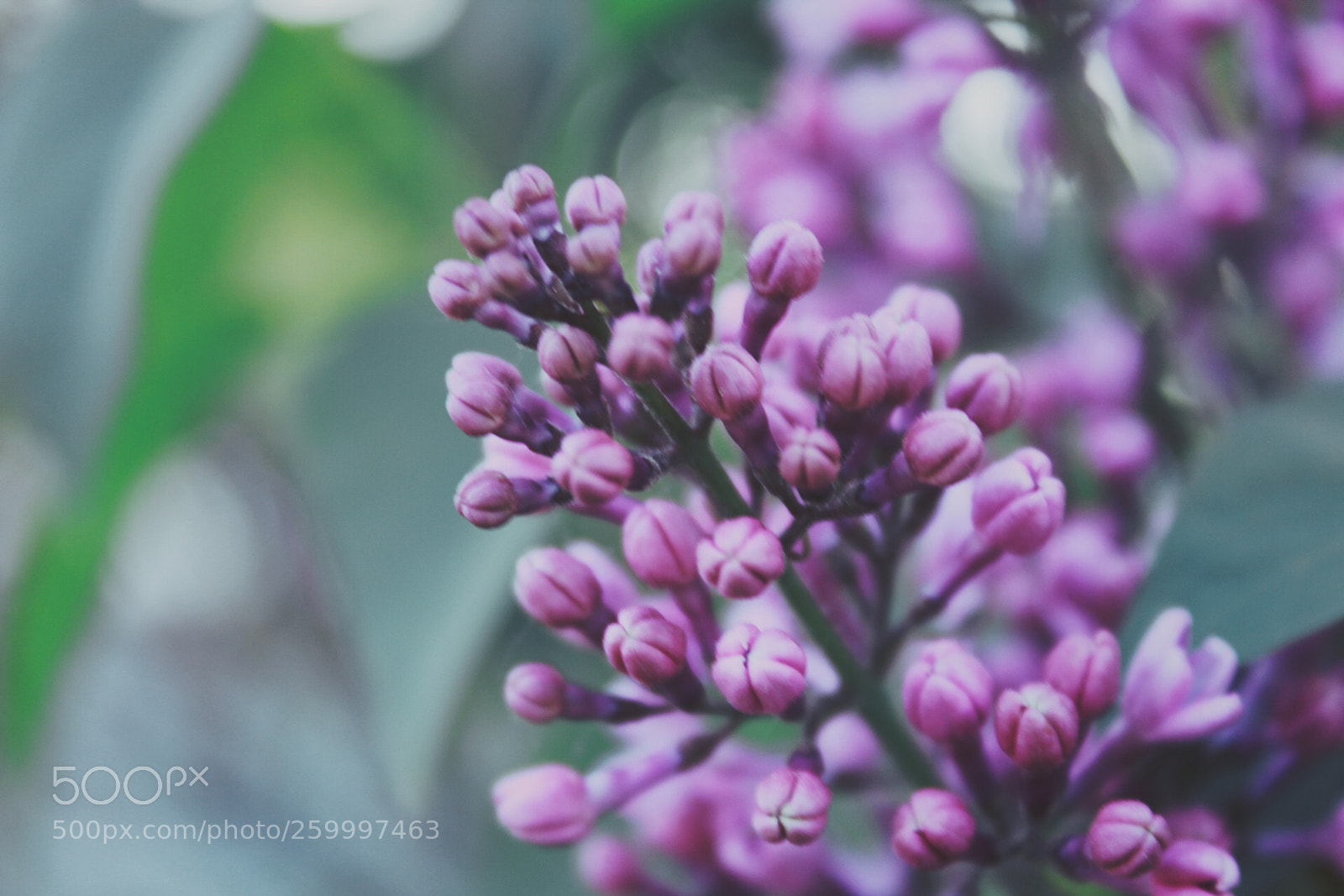 Canon EOS 1300D (EOS Rebel T6 / EOS Kiss X80) sample photo. Purple flowers in our photography