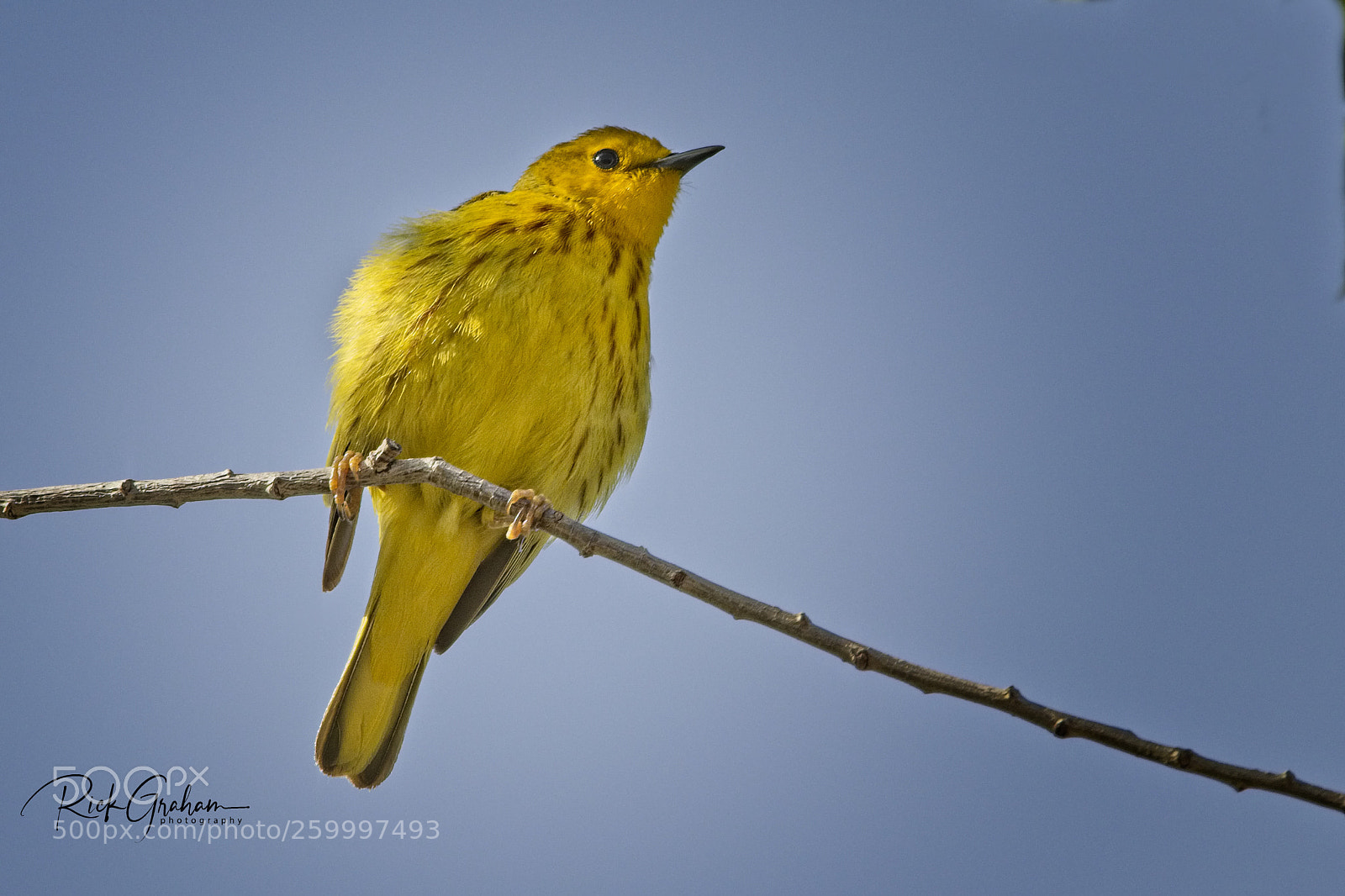 Canon EOS 80D sample photo. Yellow warbler photography