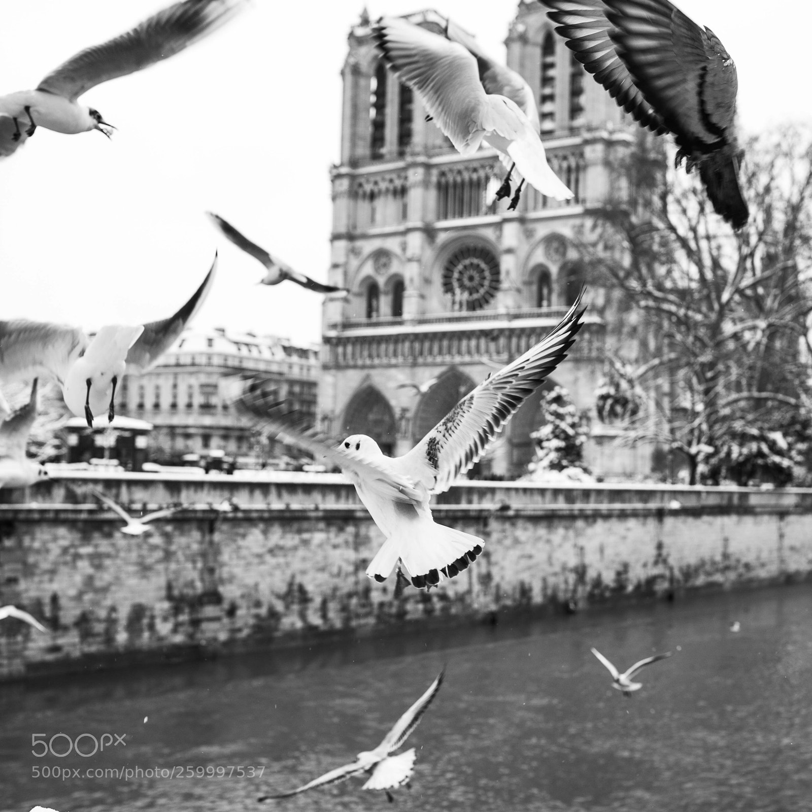Canon EOS 5D Mark II sample photo. Img- paris by zoi photography