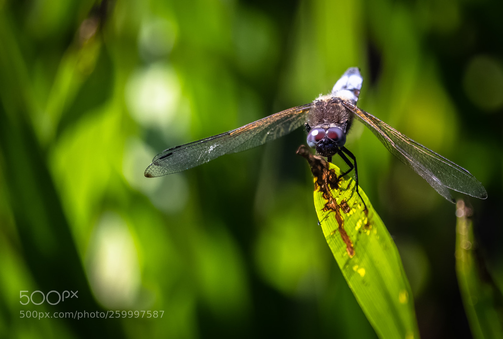 Canon EOS 80D sample photo. Dragonfly #8 photography