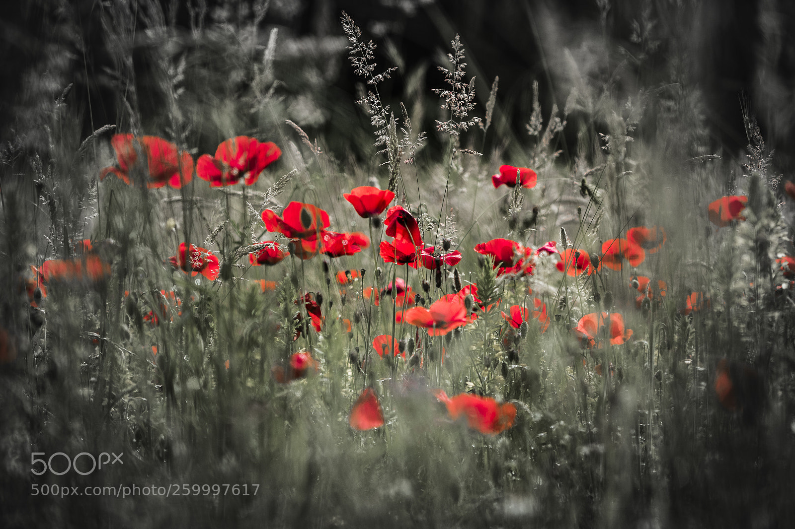 Canon EOS 7D Mark II sample photo. Red passion photography