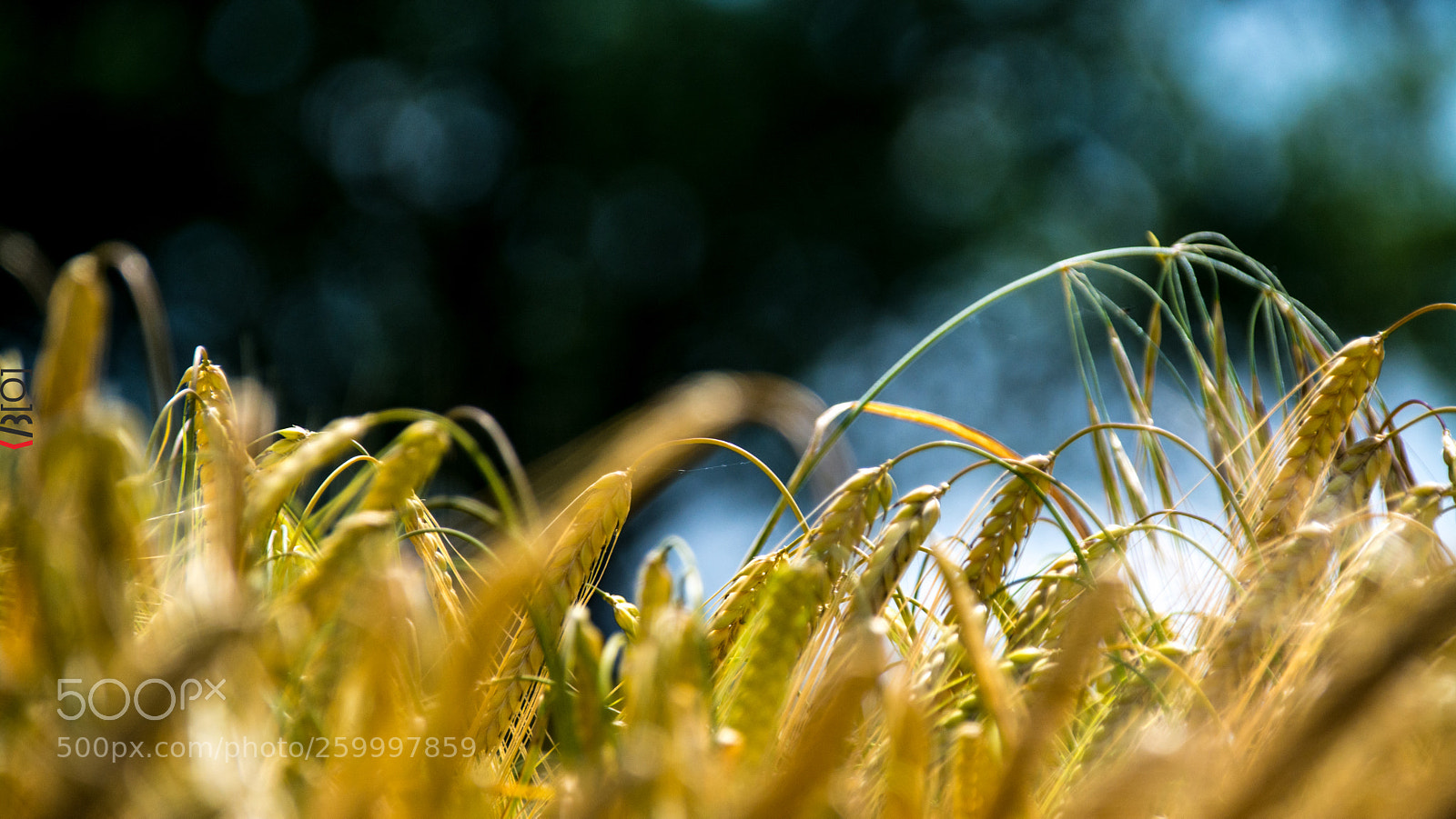 Nikon D7100 sample photo. Maiatza.27 | 1 photography