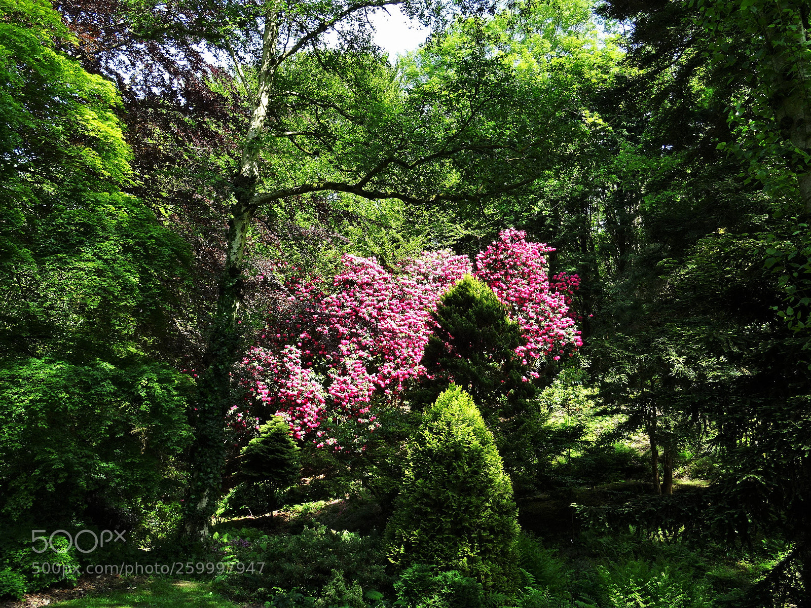 Sony DSC-HX60 sample photo. Rideau de rhododendrons photography