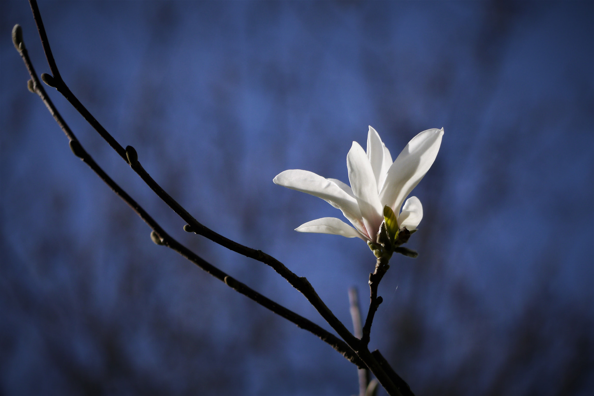 Panasonic Lumix DMC-G5 sample photo. Magnolia photography
