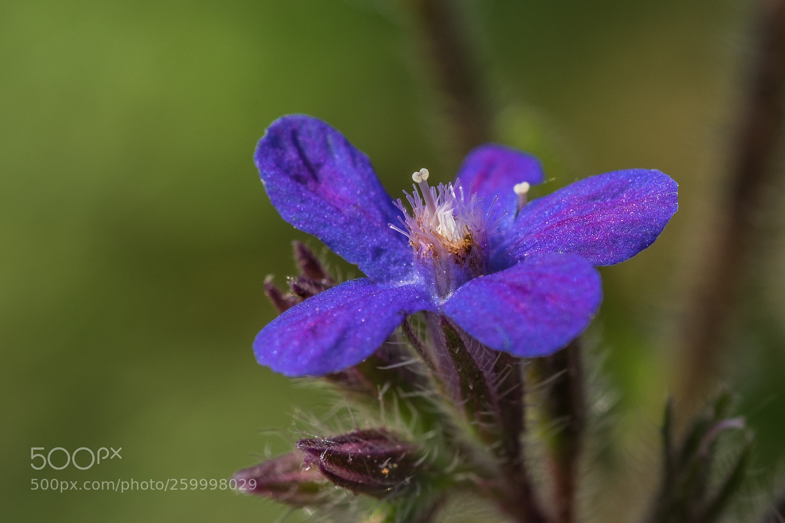 Fujifilm X-T1 sample photo. Italienische ochsenzunge (anchusa azurea) photography