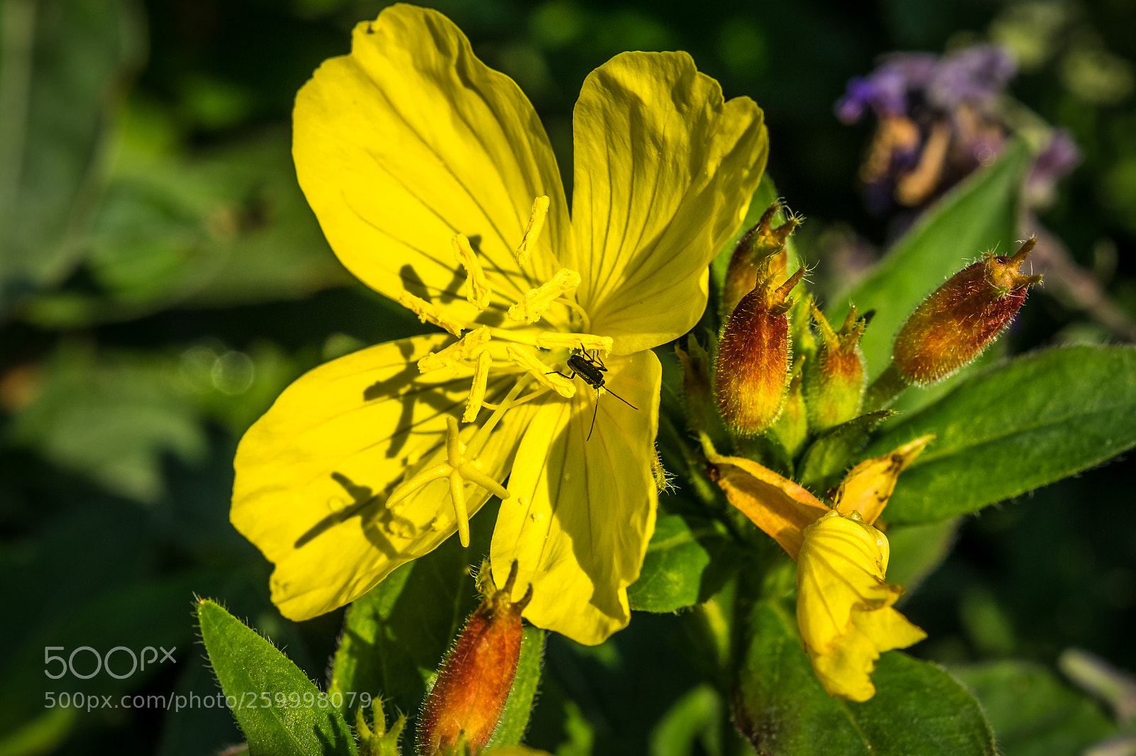 Fujifilm X-T1 sample photo. Gemeine nachtkerze (oenothera biennis) photography