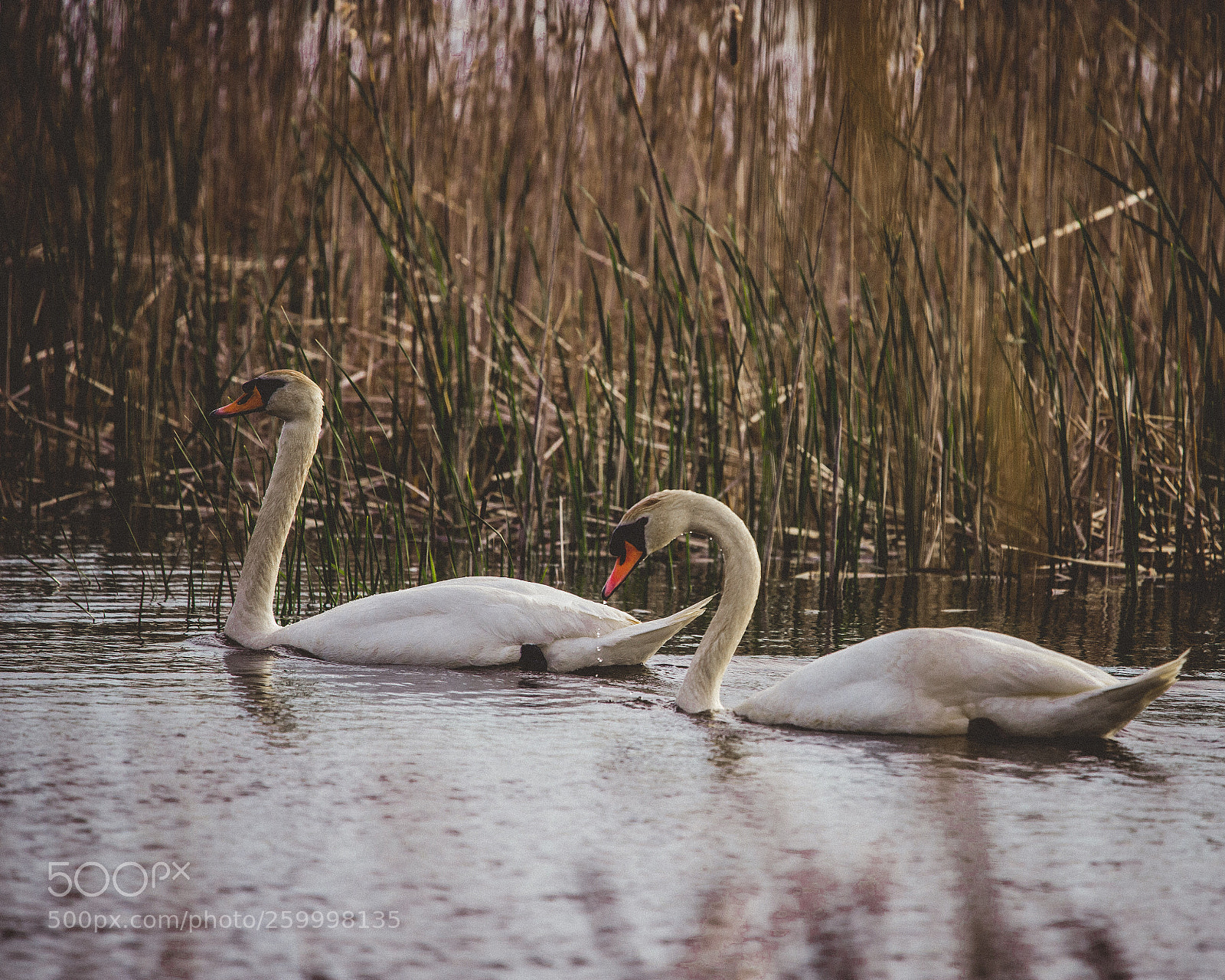 Canon EOS 6D Mark II sample photo. Mates photography