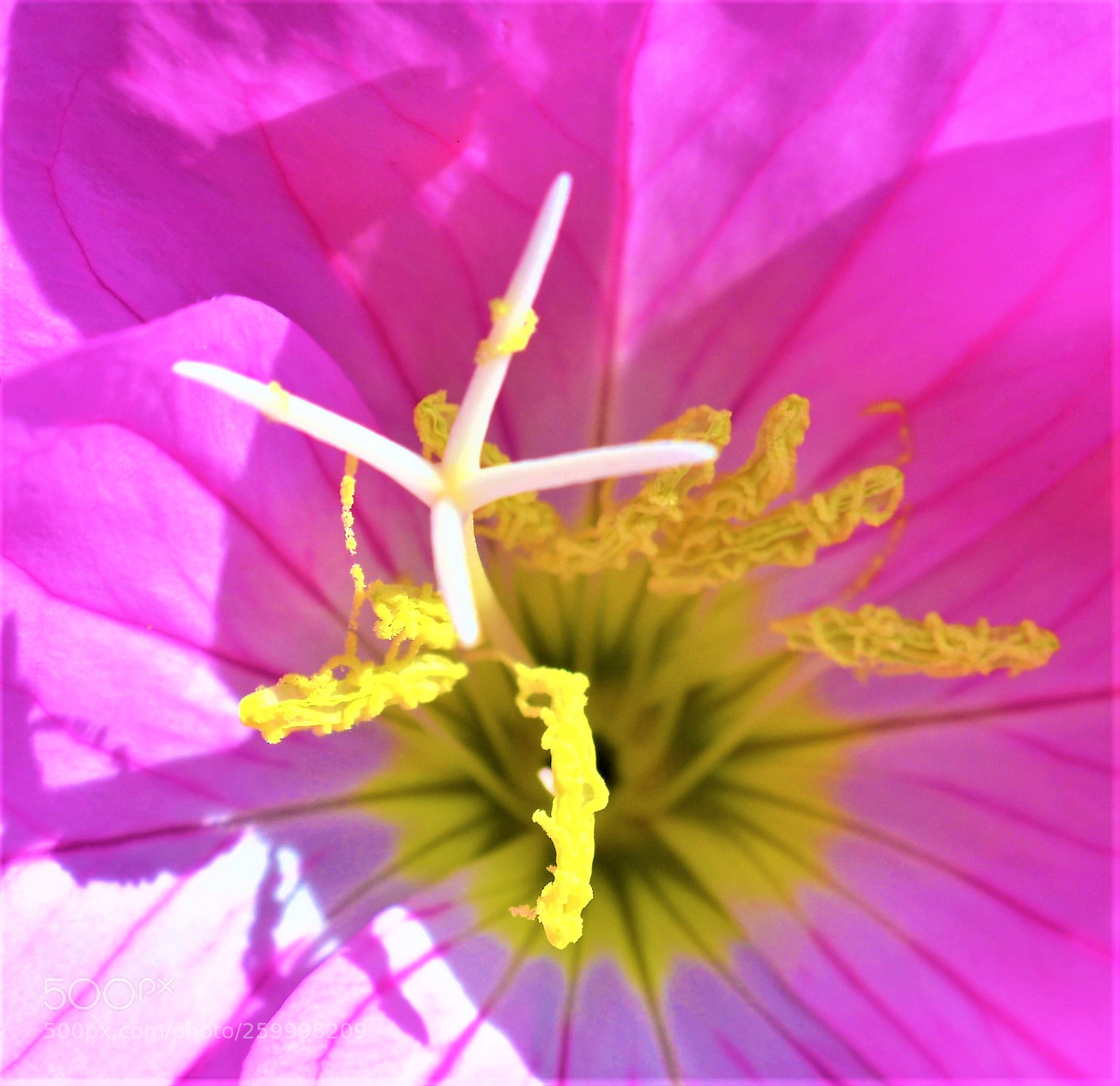 Nikon D5200 sample photo. Close up photography