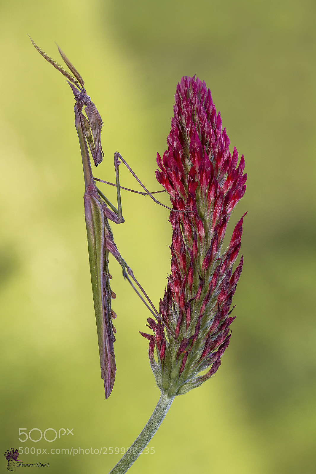 Canon EOS 7D sample photo. Empusa pennata photography