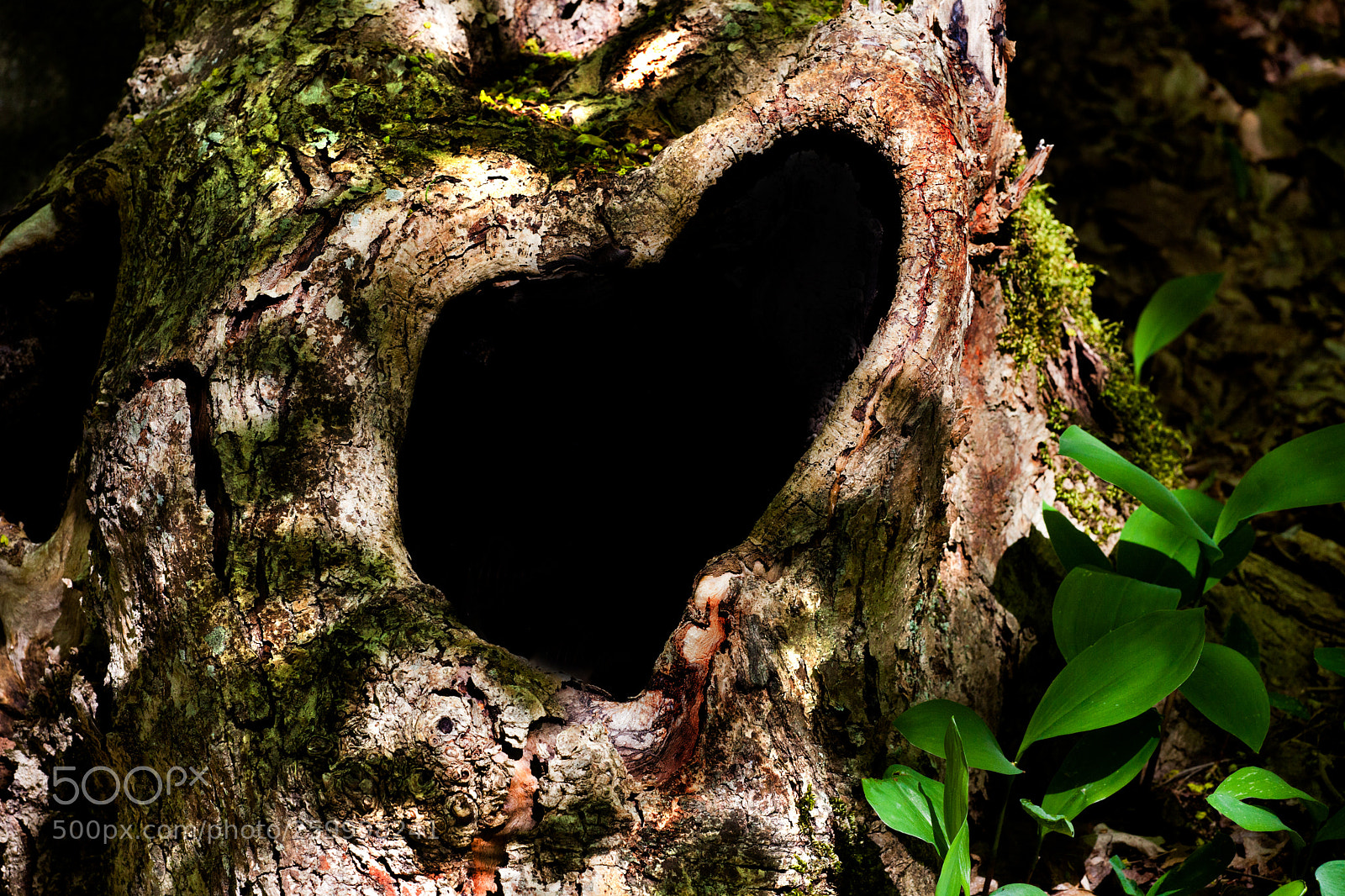 Canon EOS 5D Mark II sample photo. Heart of wood photography