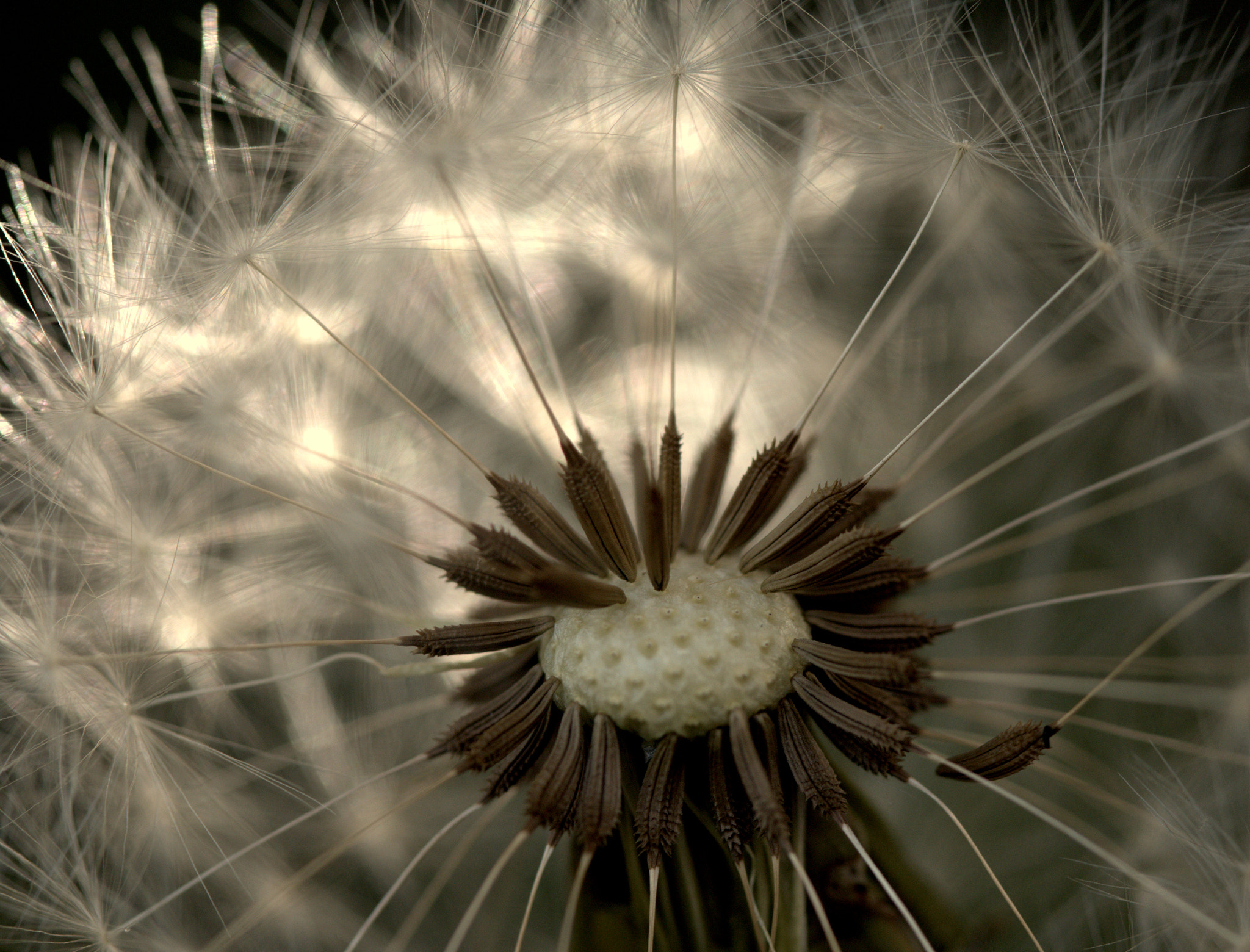 Canon EF 100mm F2.8 Macro USM sample photo. Waiting for the wind....... photography