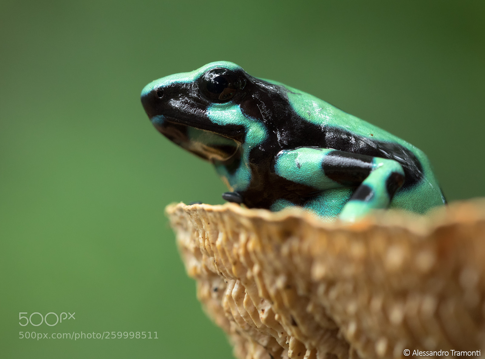Canon EOS 5D Mark IV sample photo. Green and black poison photography