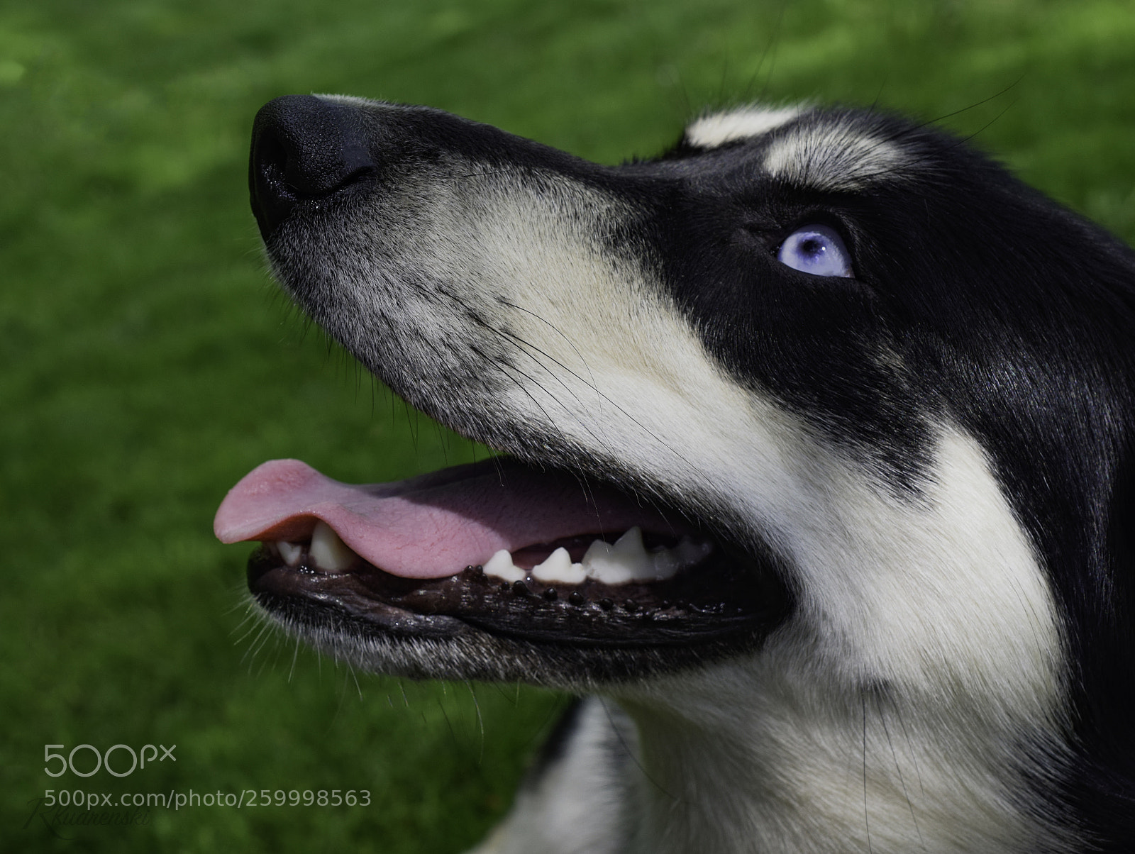 Nikon D3300 sample photo. My choice photography