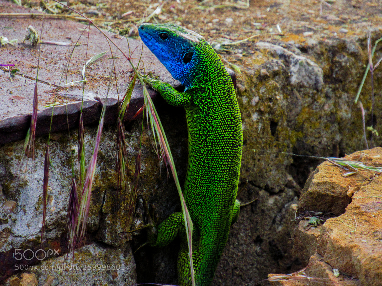 Canon PowerShot SX530 HS sample photo. Reptile1 photography