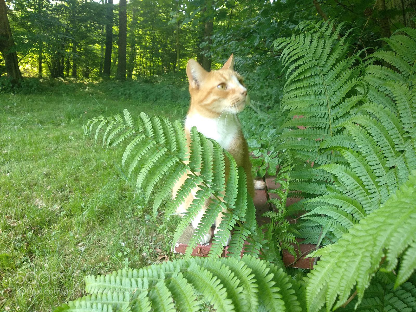 Xiaomi Mi A1 sample photo. Ferns'n cat photography