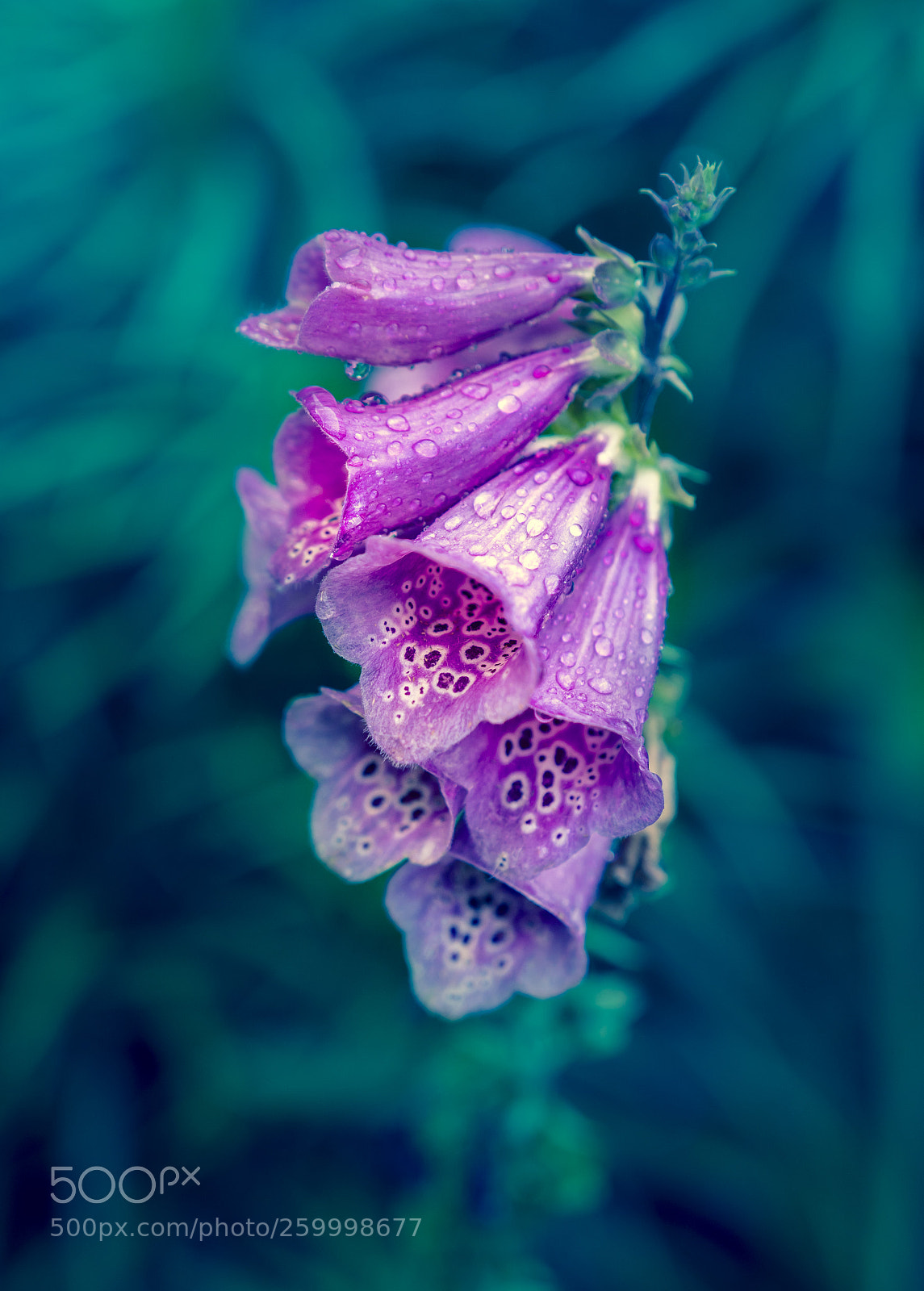 Sony a6300 sample photo. Foxglove photography
