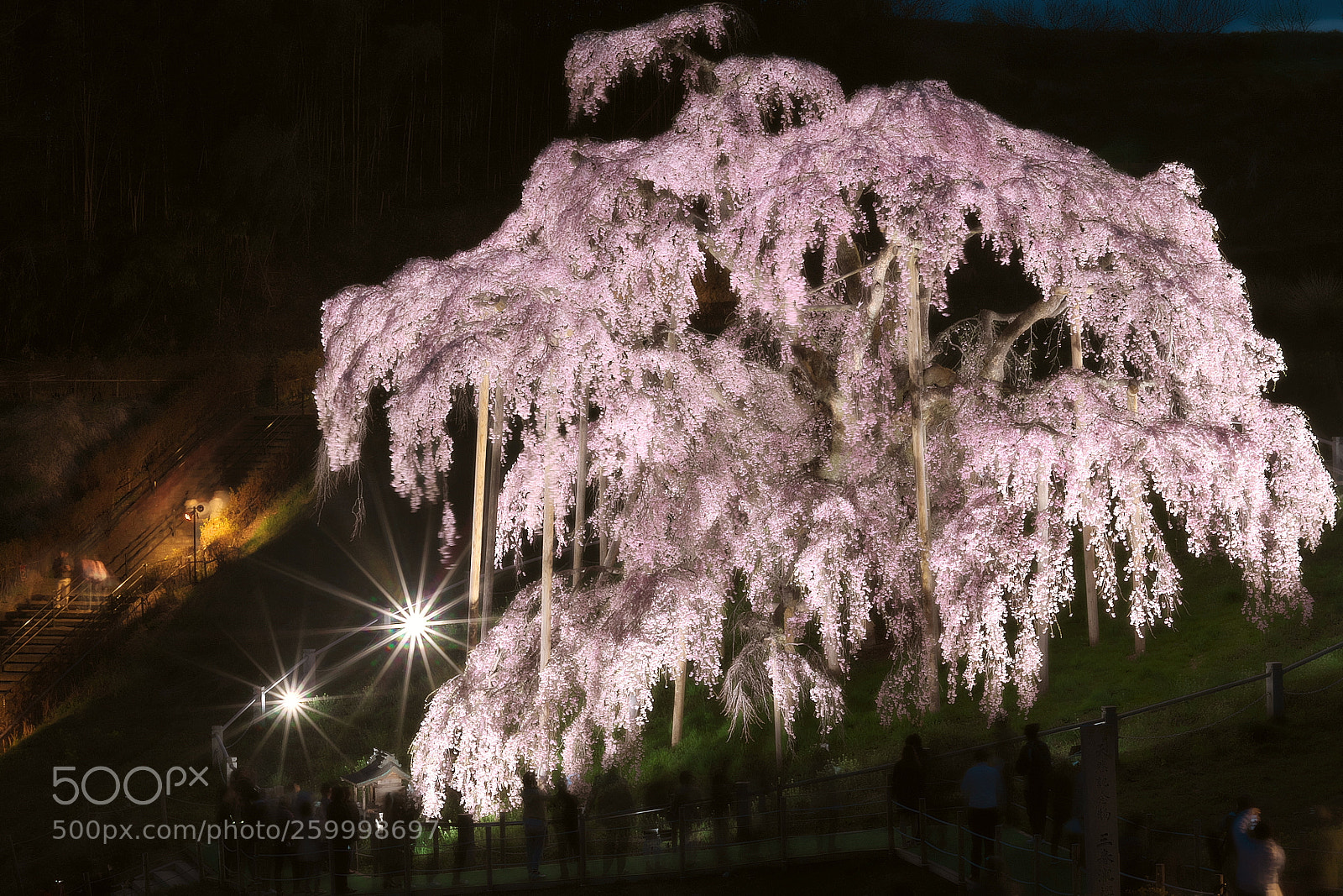 Pentax K-50 sample photo. The taki-zakura / 滝桜 photography