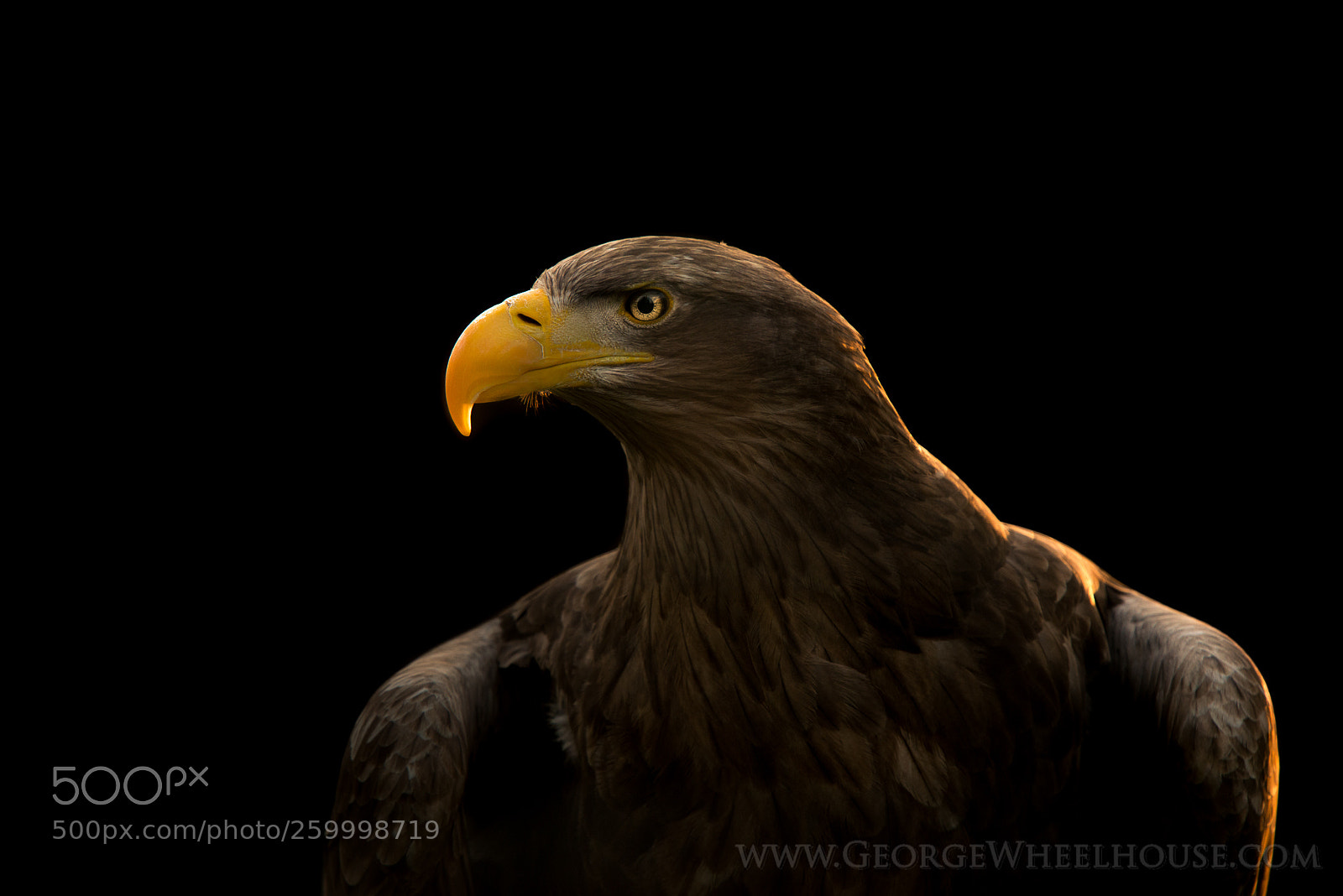 Nikon D800 sample photo. White-tailed sea eagle photography