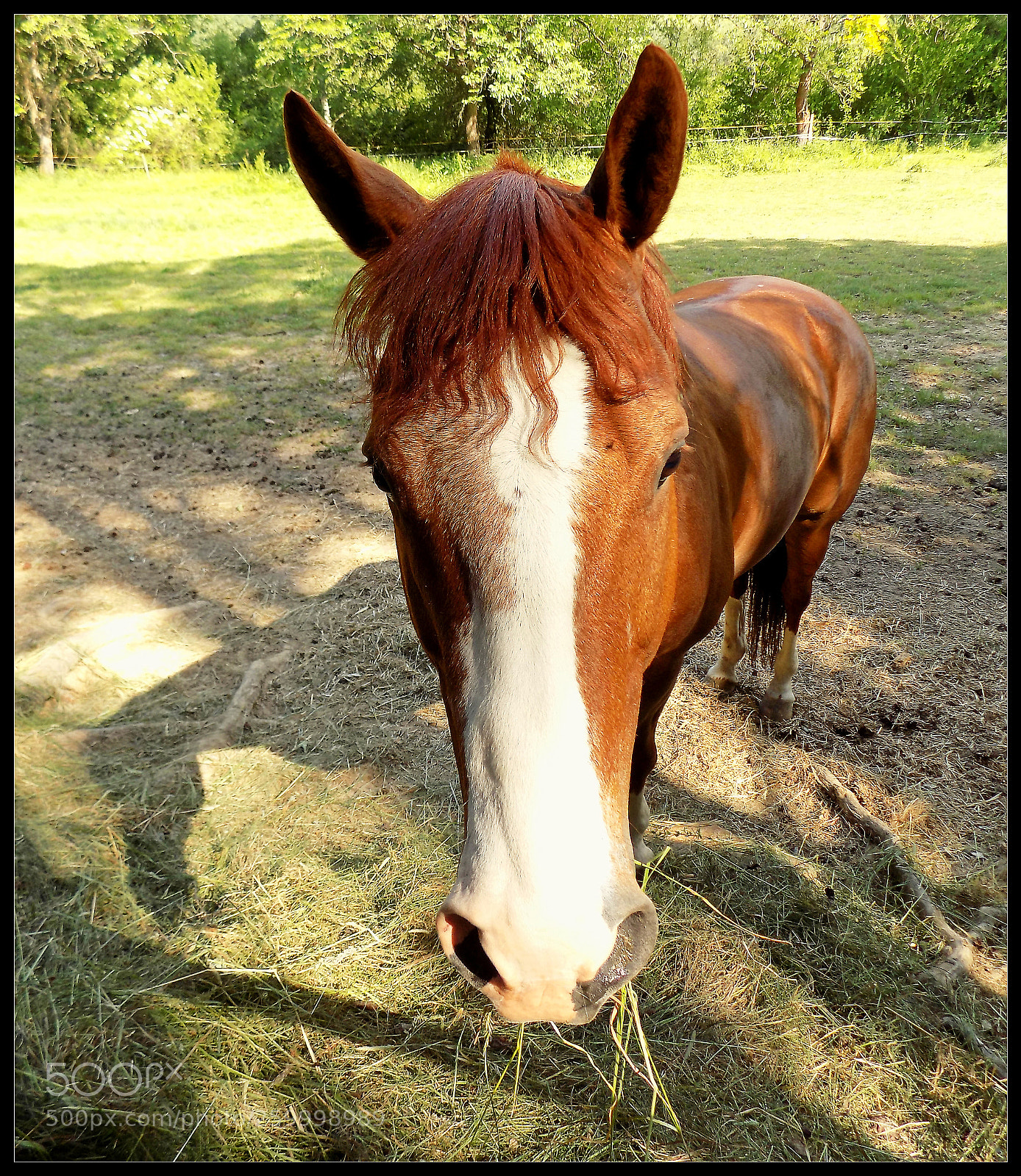 Nikon COOLPIX L340 sample photo. Horse photography
