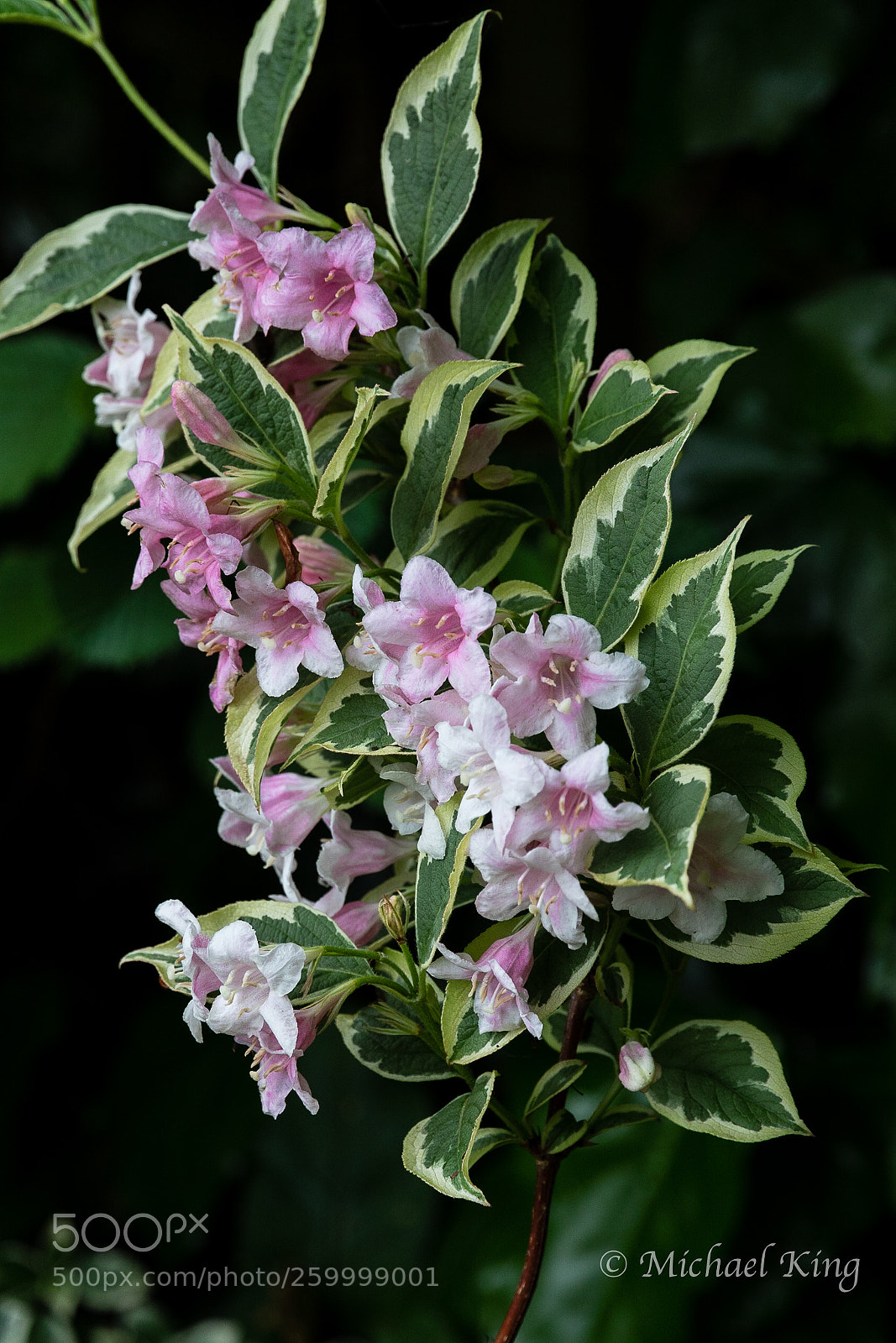Canon EOS 7D Mark II sample photo. Weigela. photography