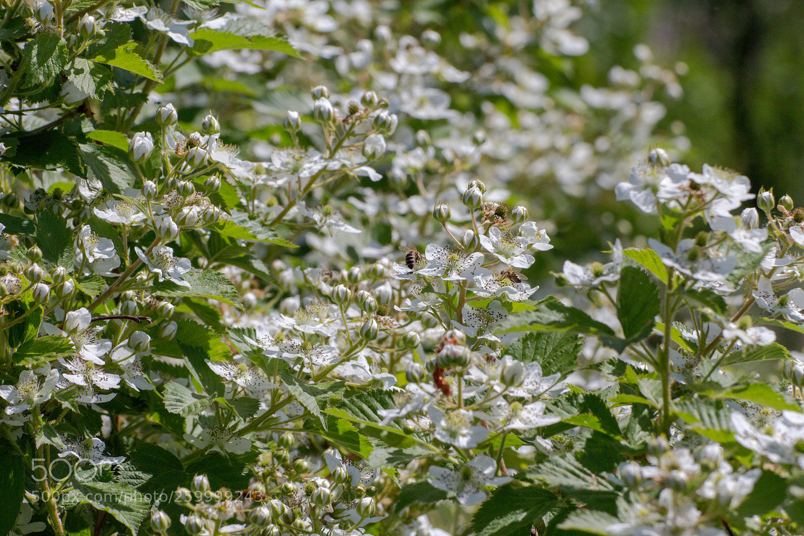 Canon EOS 650D (EOS Rebel T4i / EOS Kiss X6i) sample photo. Bees working hard photography