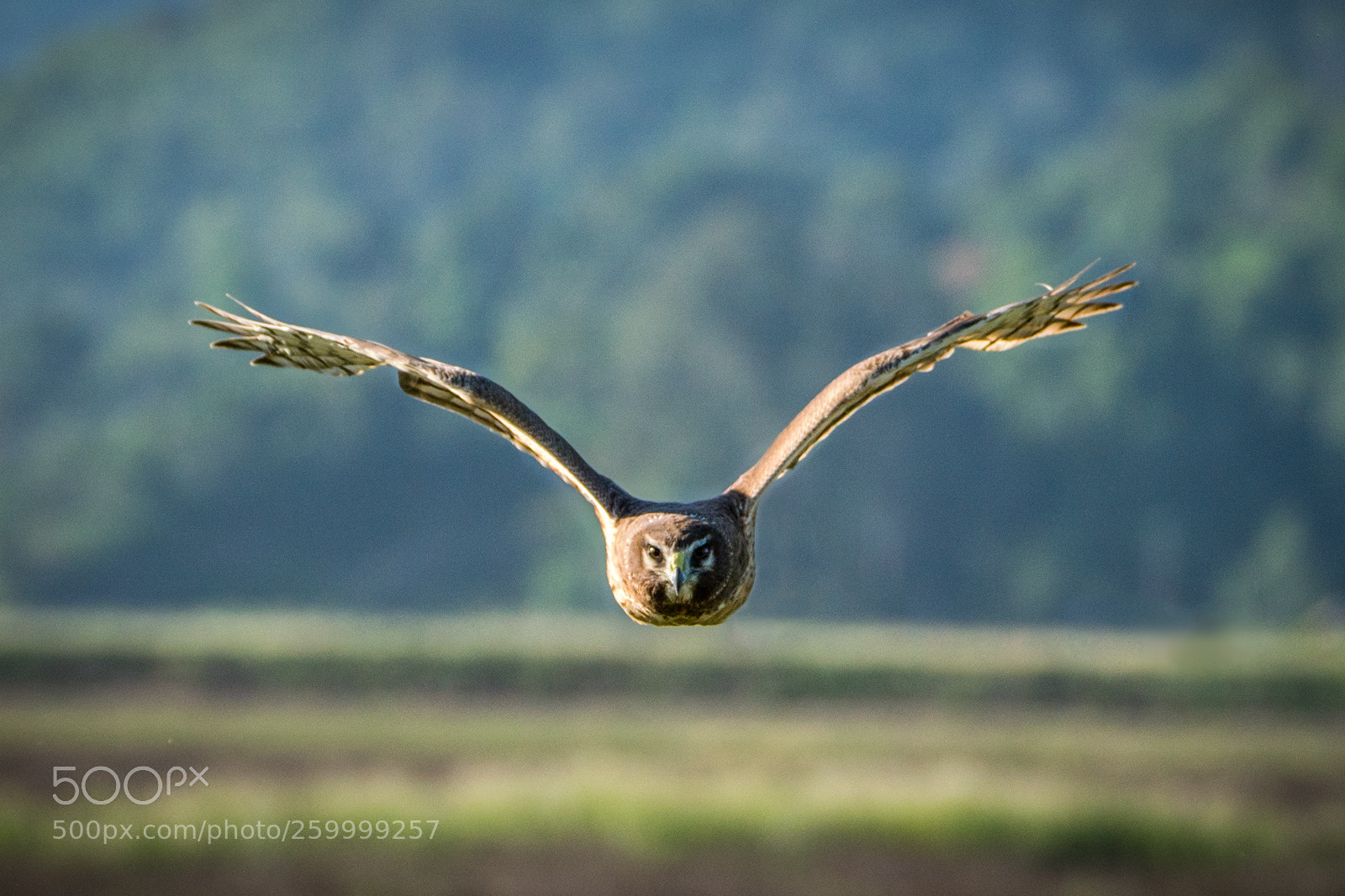 Sony a7R III sample photo. This northern harrier draws photography