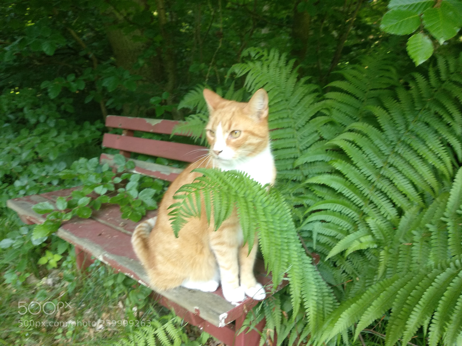 Xiaomi Mi A1 sample photo. Cat'n ferns photography