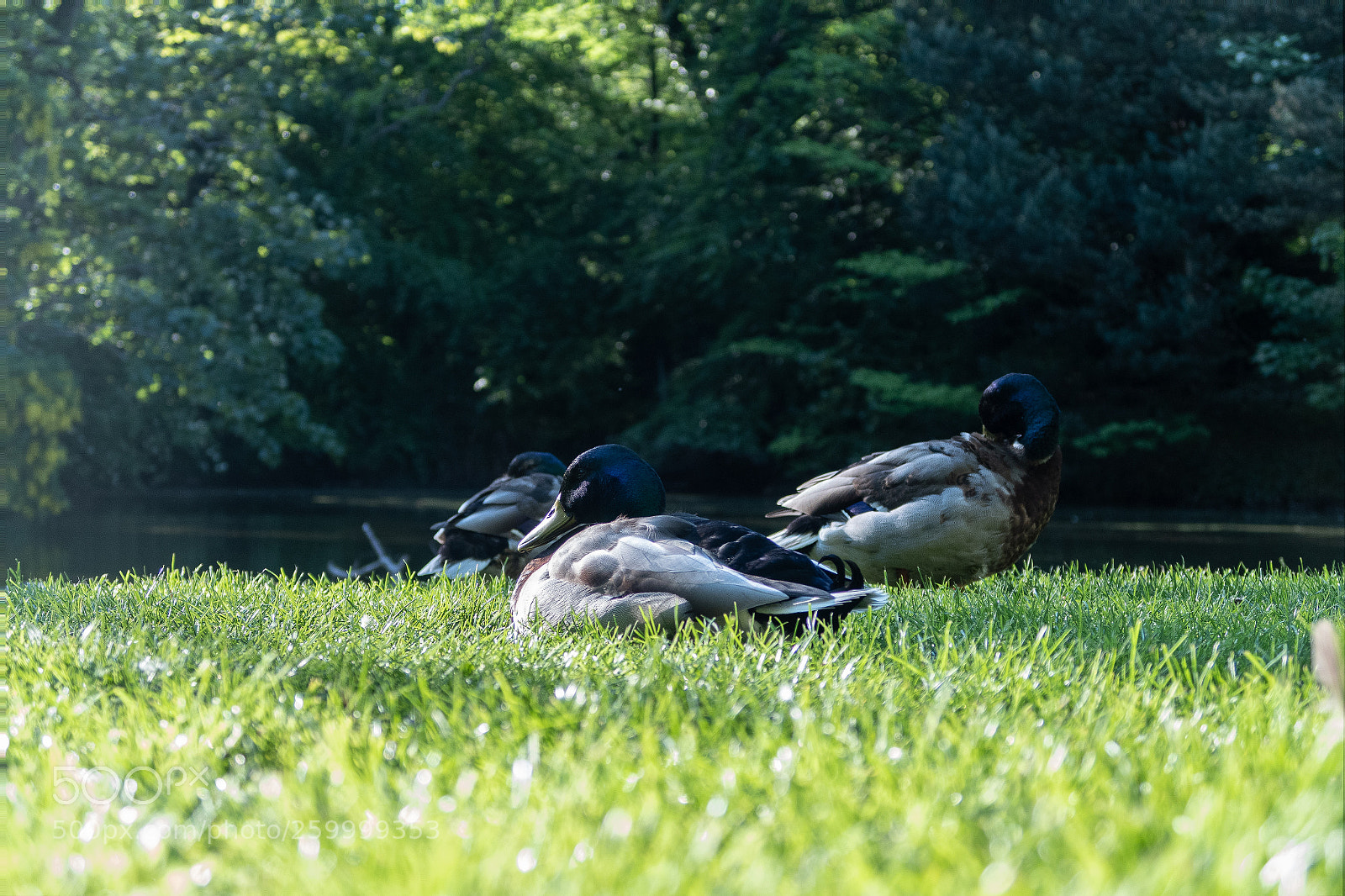 Canon PowerShot G7 X sample photo. Ducks by the pond photography