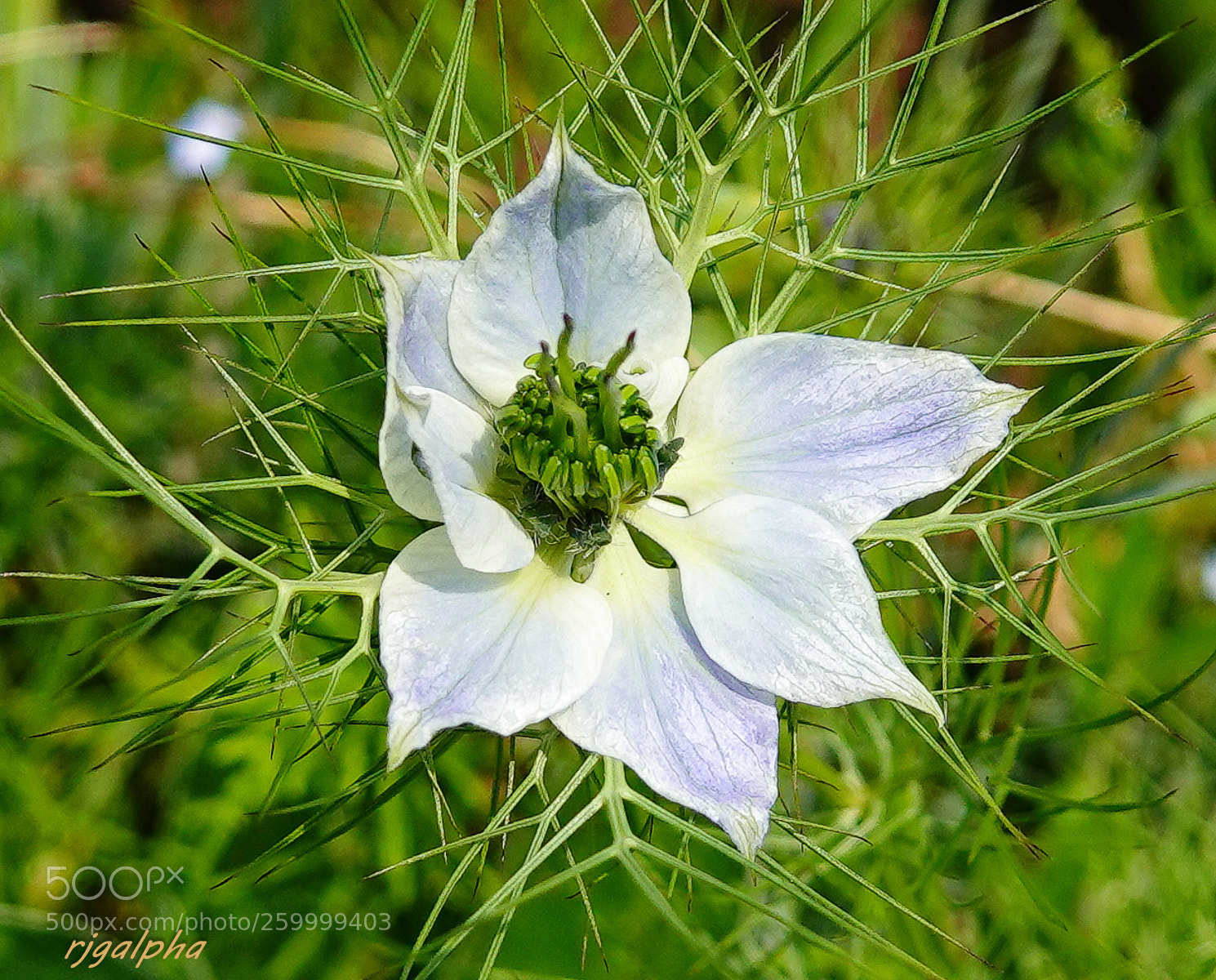 Sony Cyber-shot DSC-RX10 IV sample photo. Love in the mist photography