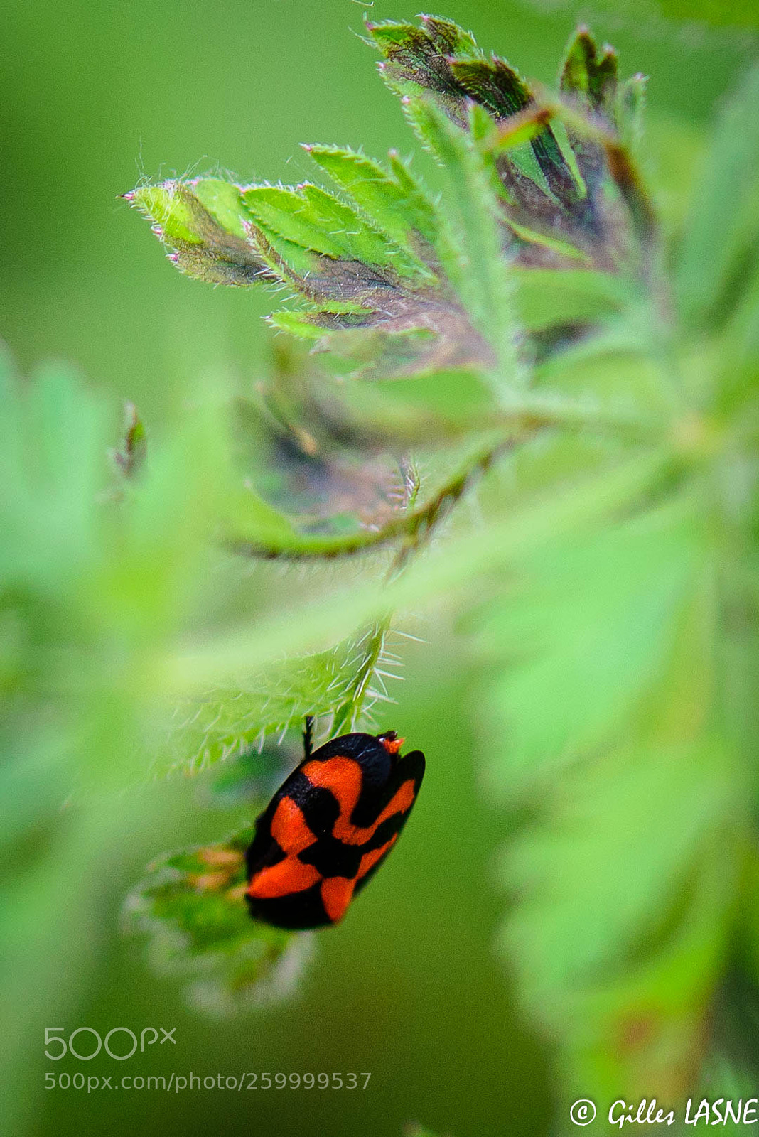 Nikon D750 sample photo. Untitled photography