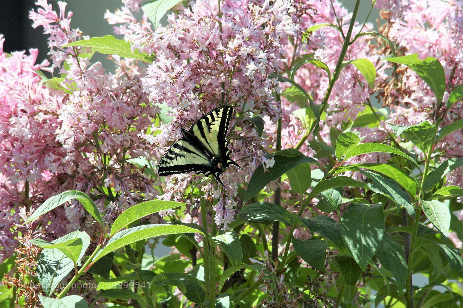 Canon EOS 60D sample photo. Swallowtail feeding on lilacs photography