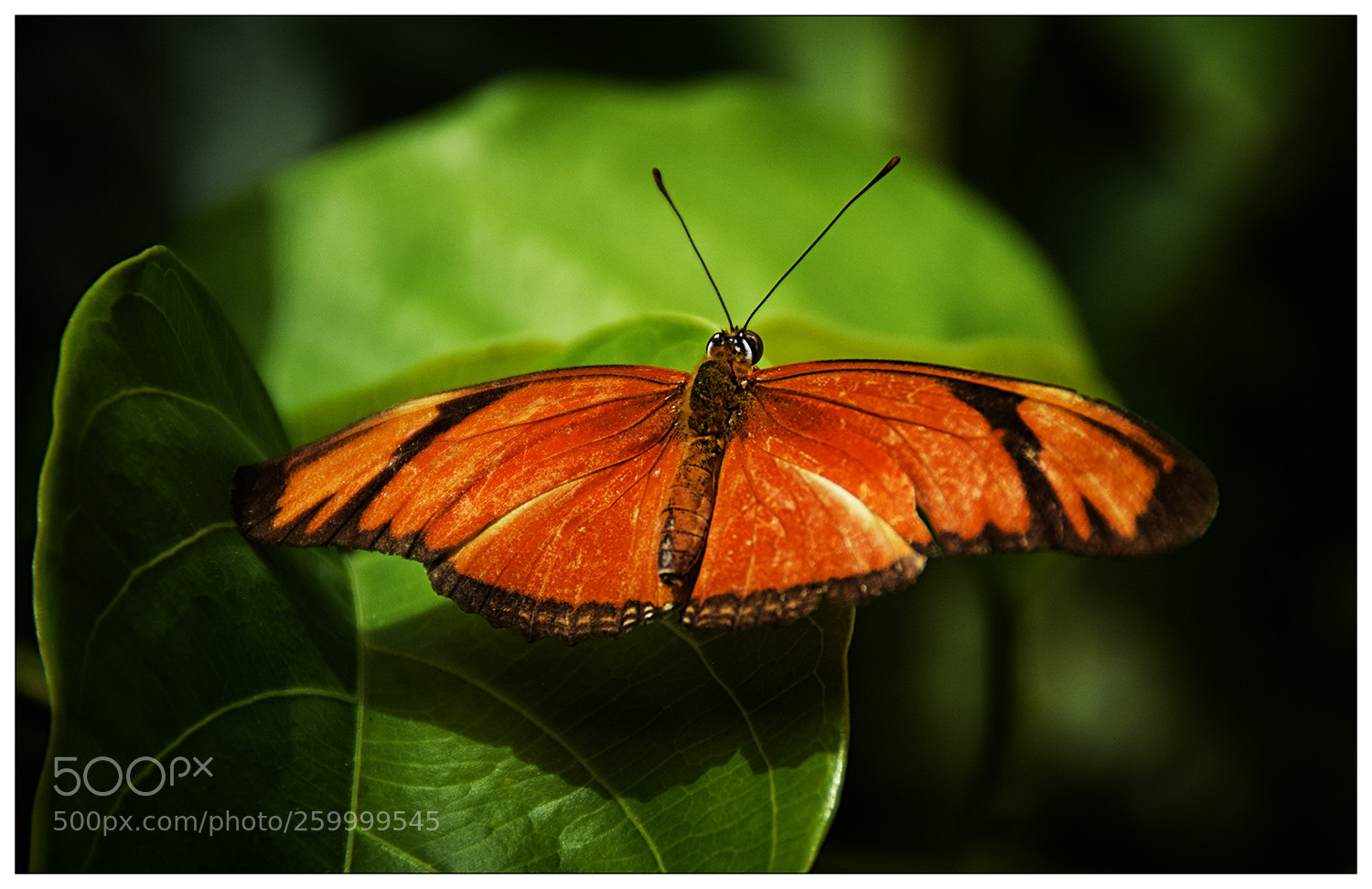 Nikon D5300 sample photo. Butterfly photography